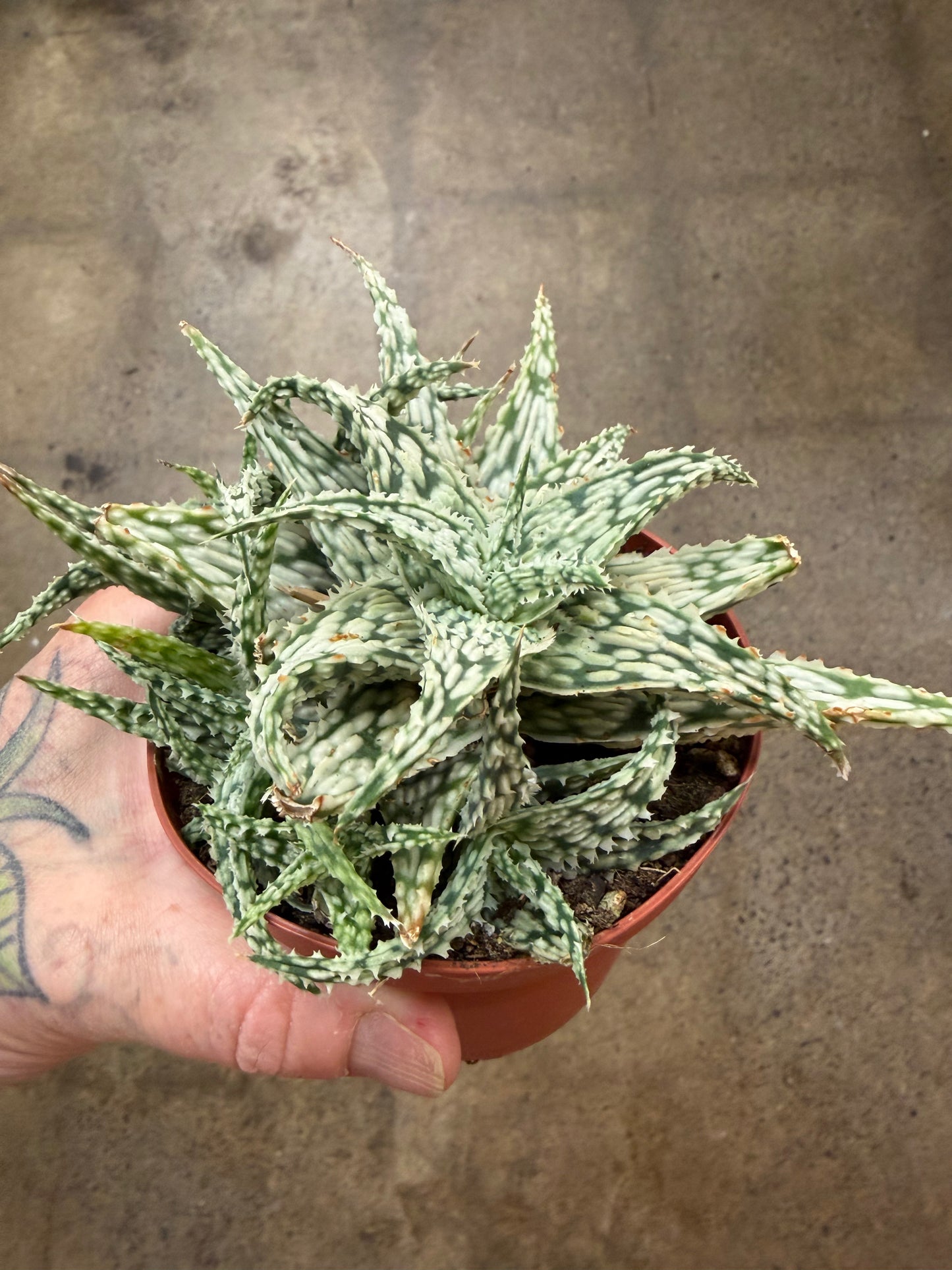 Aloe Snowflake