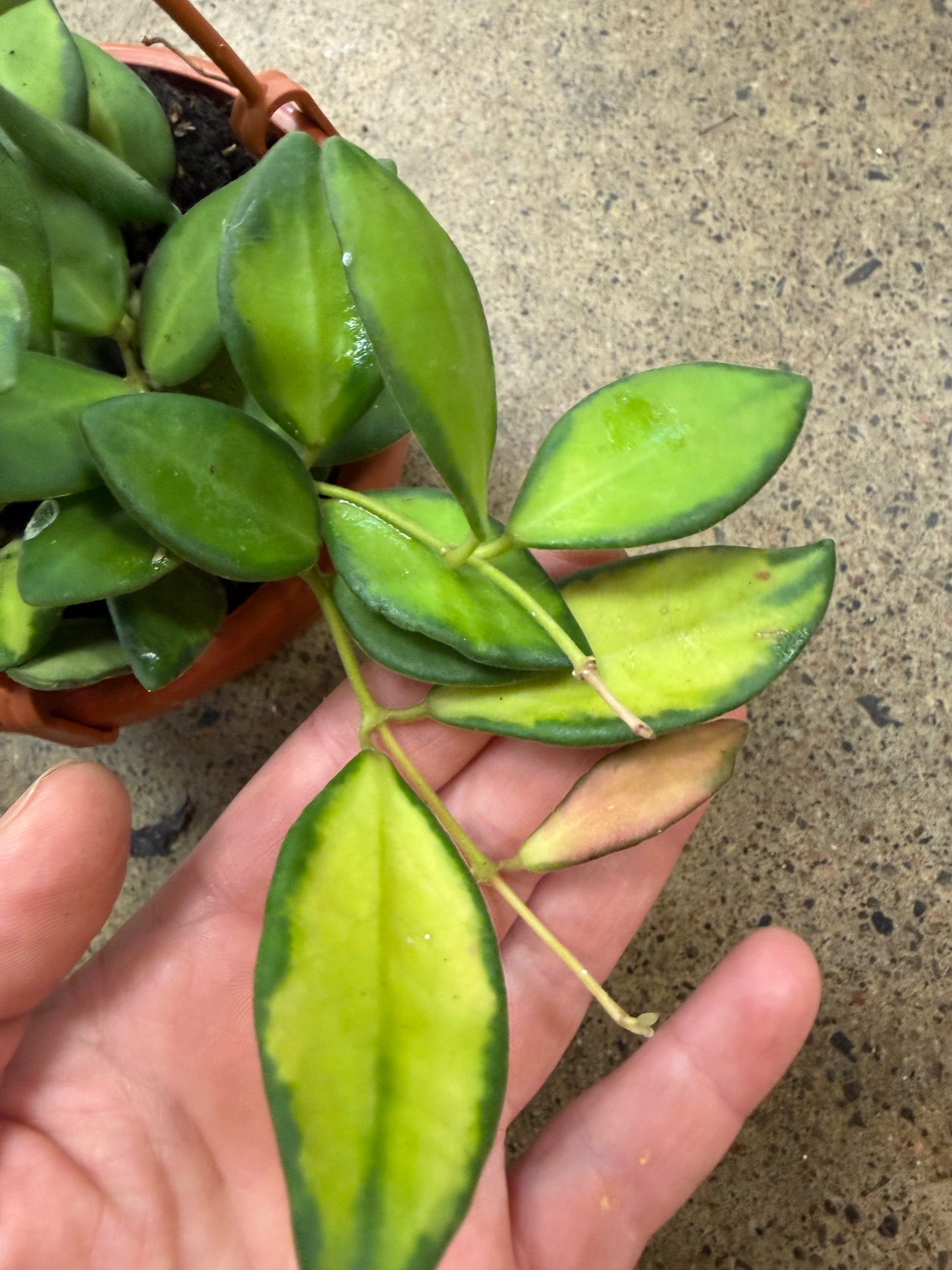 Hoya Burtoniae Variegated