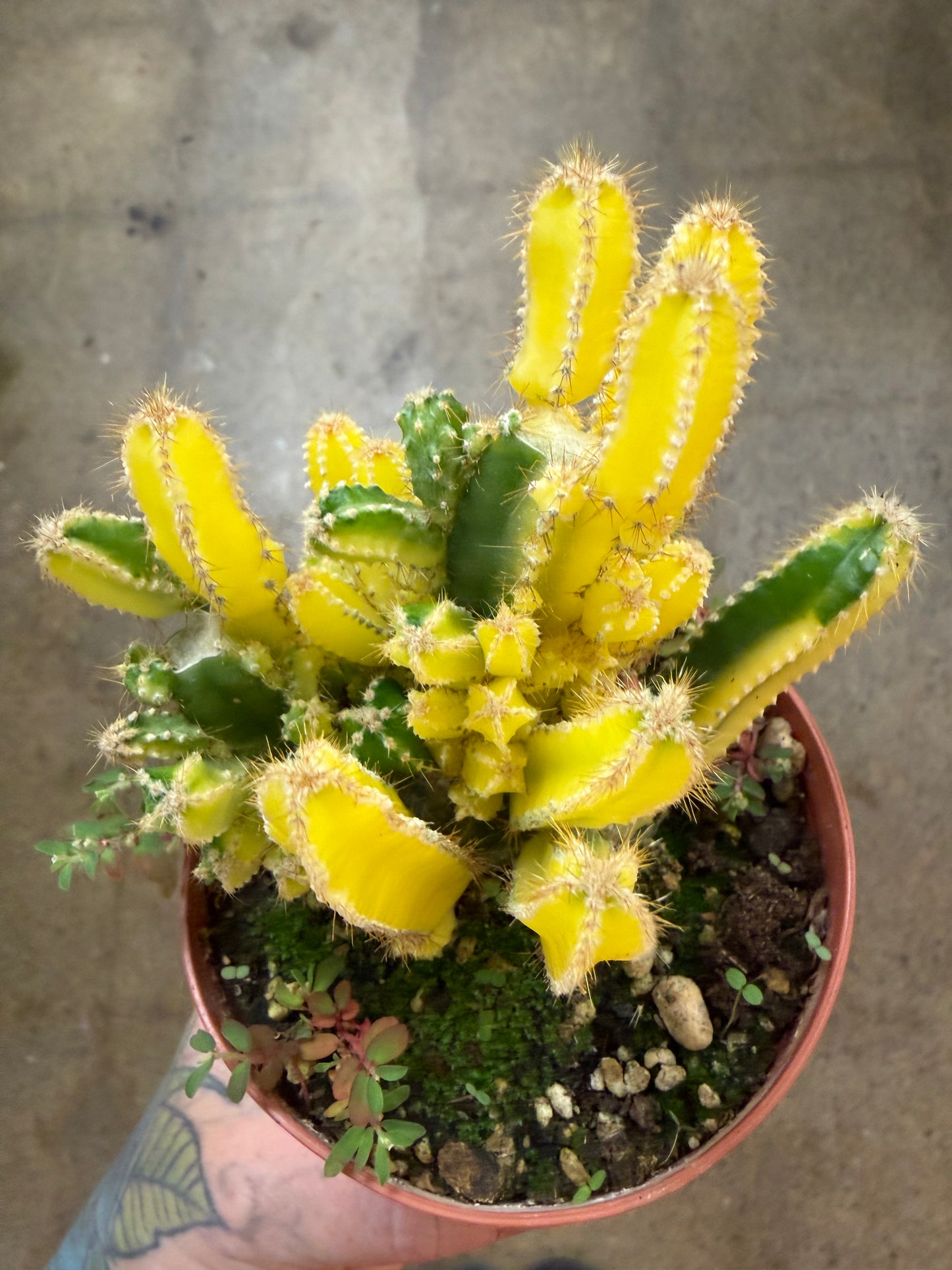 Cactus Fairy Castle Variegated