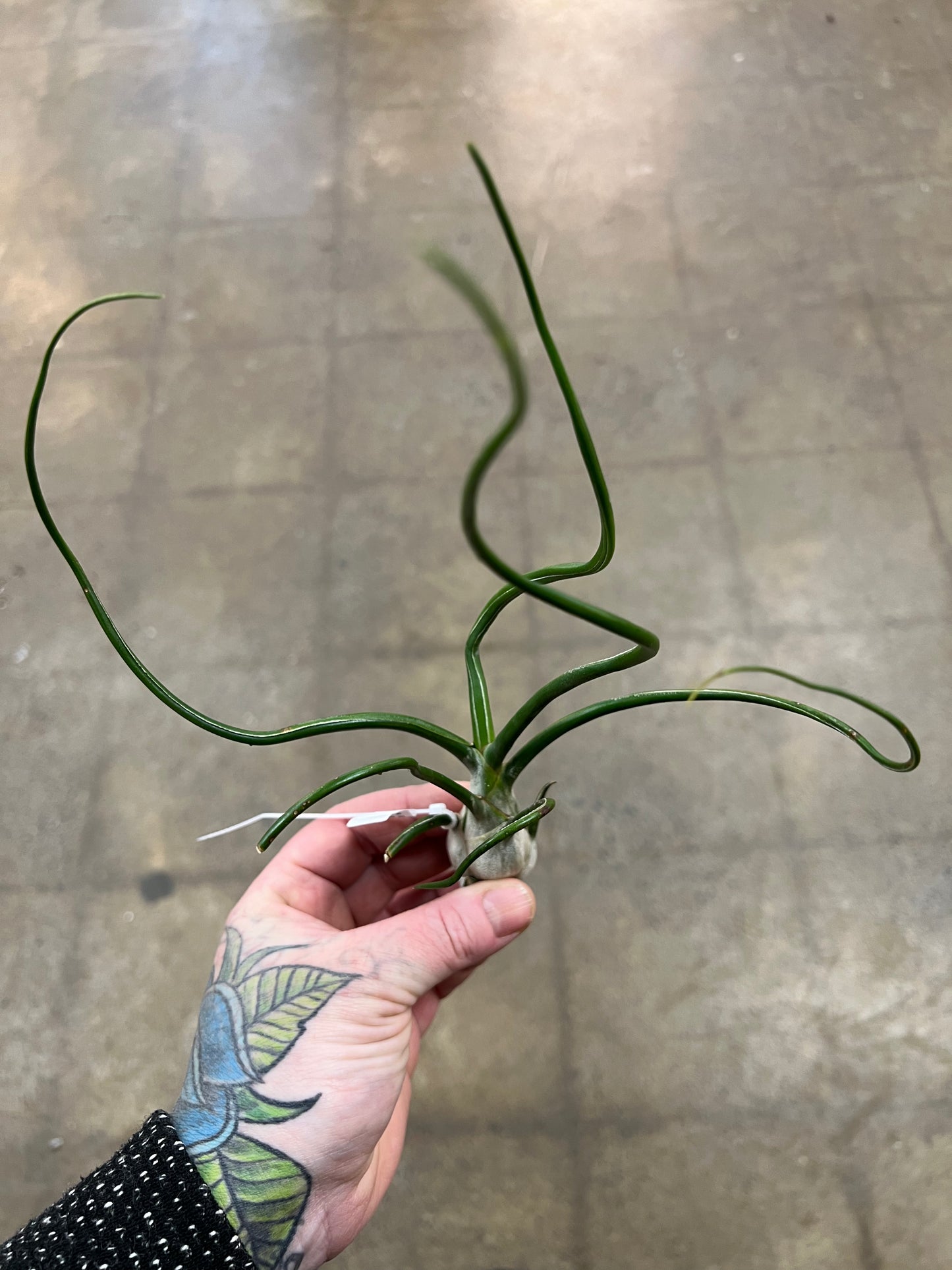 Tillandsia Bulbosa