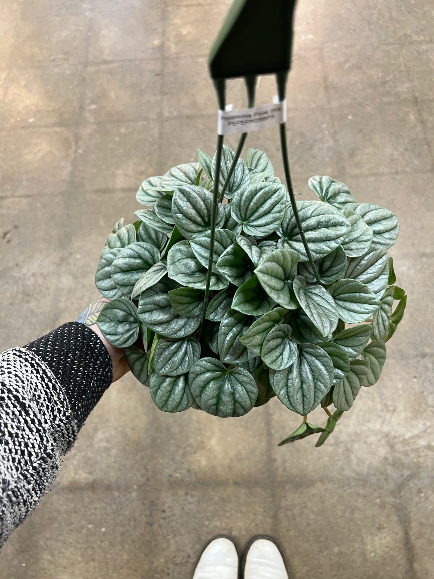 Peperomia Frost