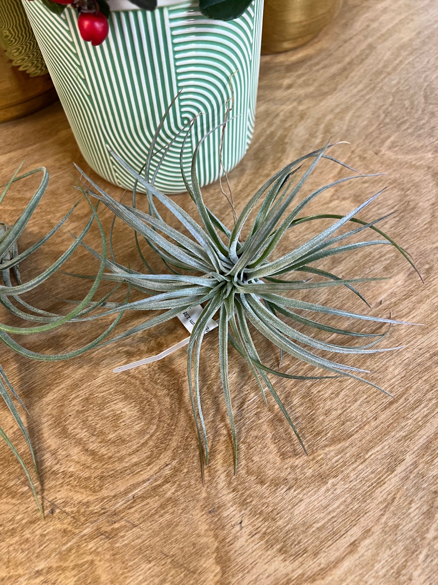 Tillandsia Asst. Medium