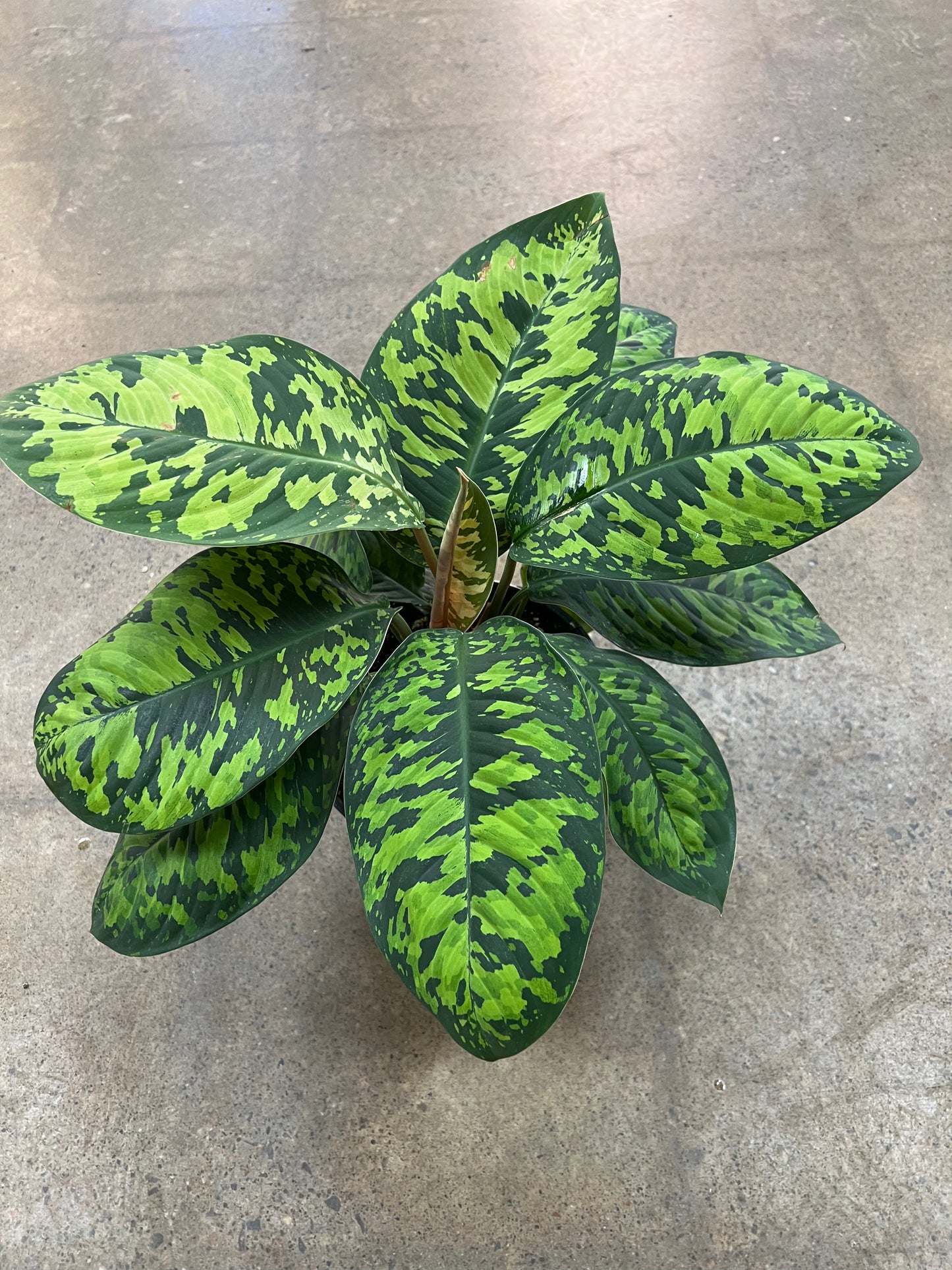 Homalonema Camouflage