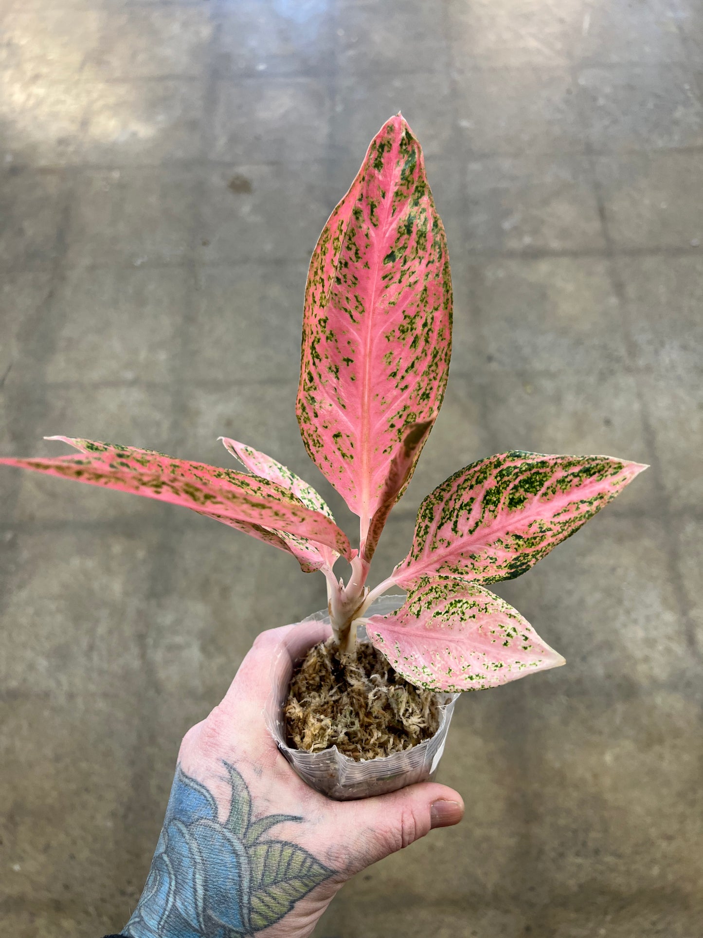 Aglaonema Tamara