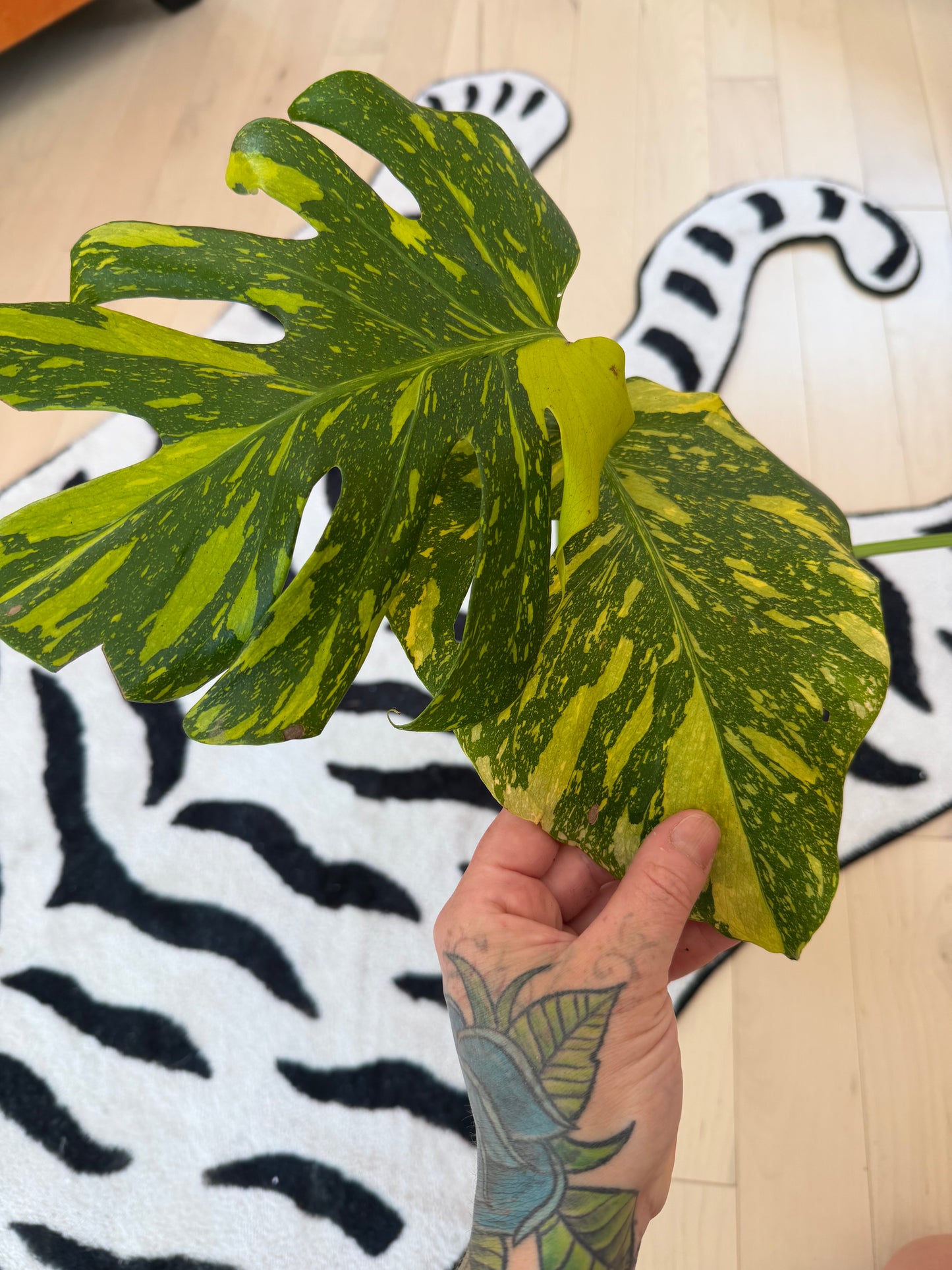Monstera Electrolyte #2
