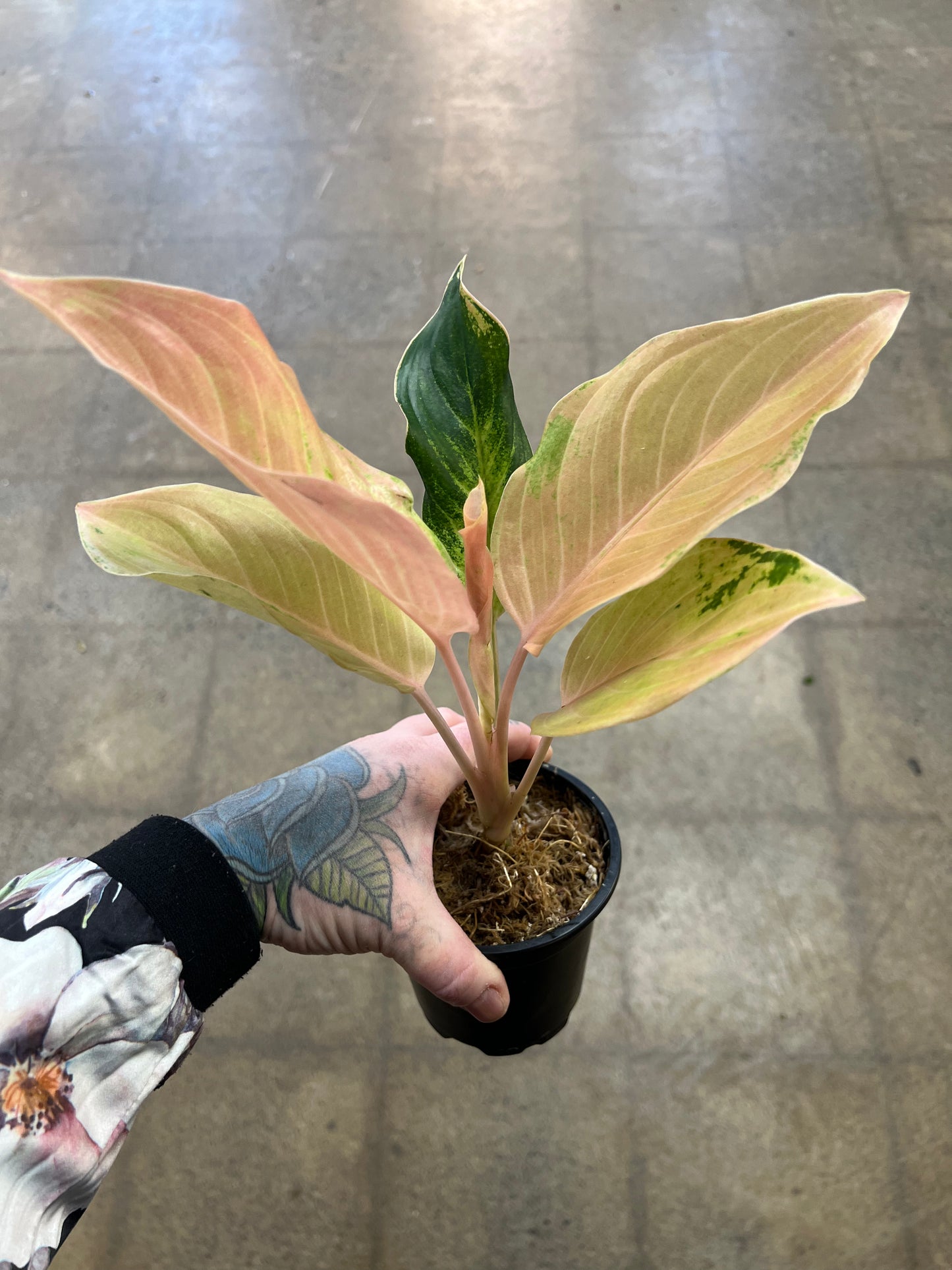 Aglaonema Amazon