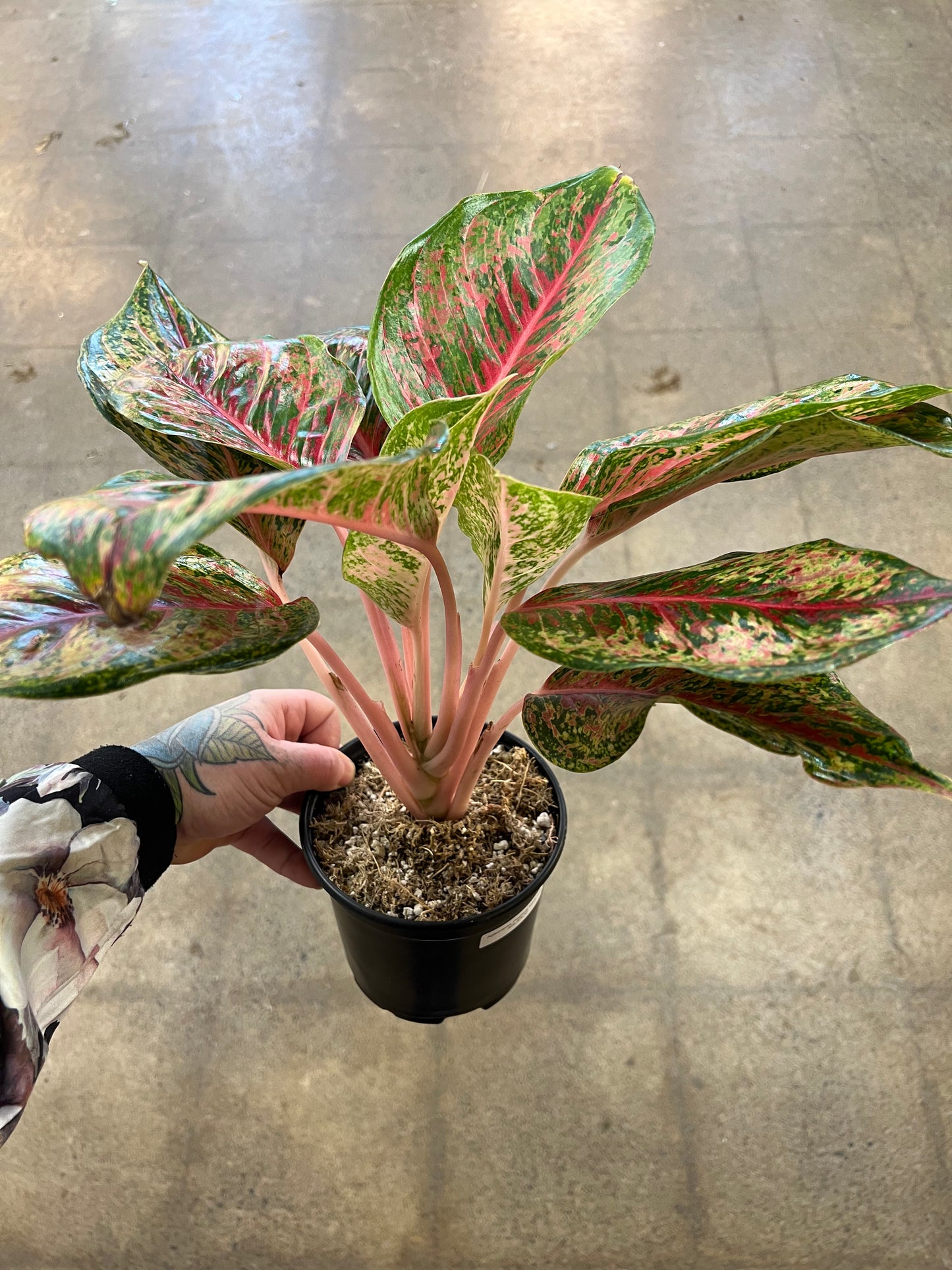 Aglaonema Platinum Karat