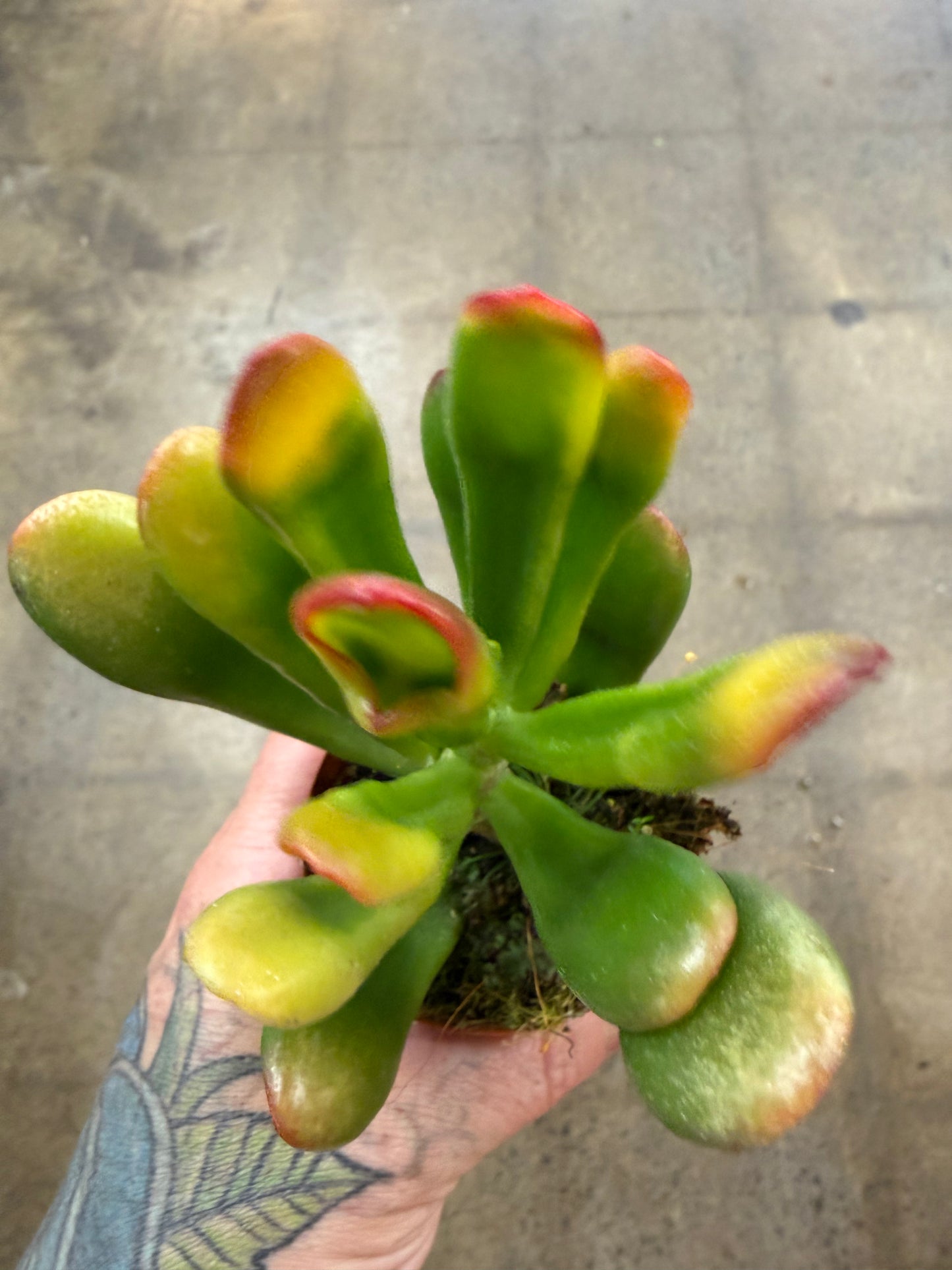 Crassula Ovata SV Horntree Tricolor