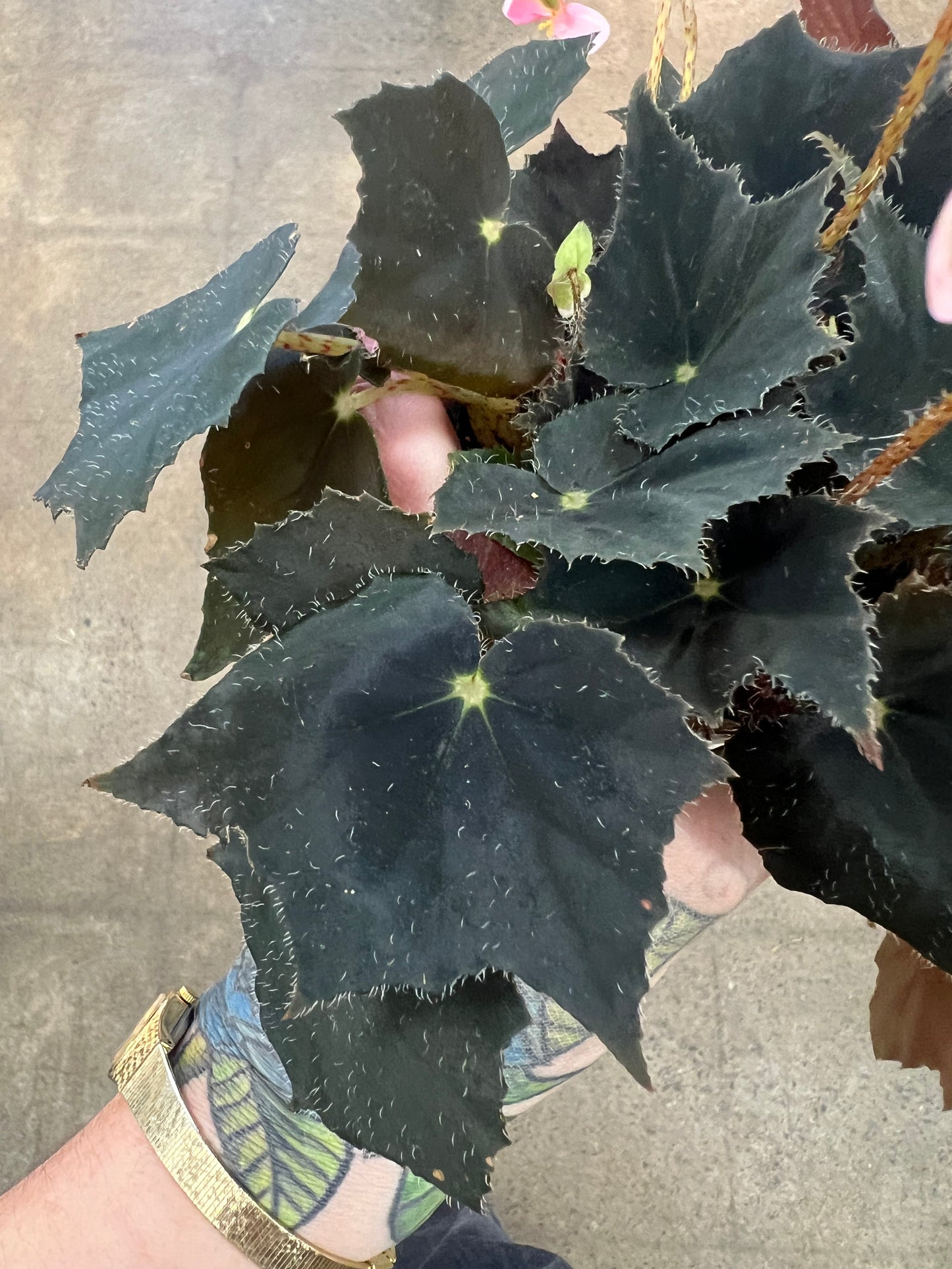 Begonia Black Velvet
