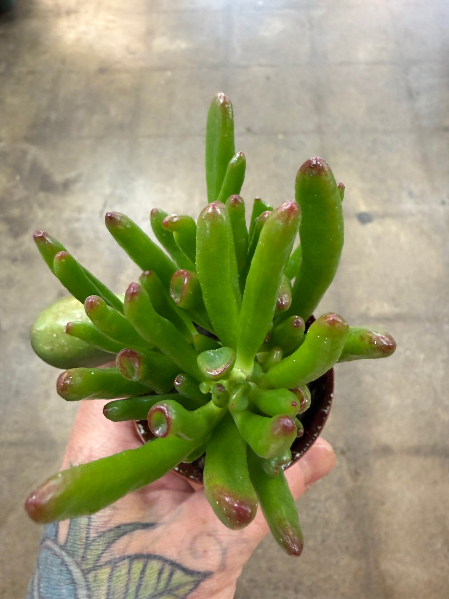 Crassula Ovata Gandalf