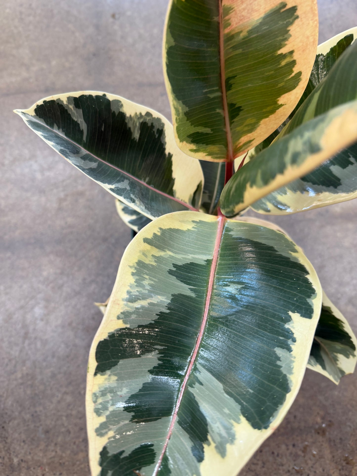 Ficus Elastica Tineke