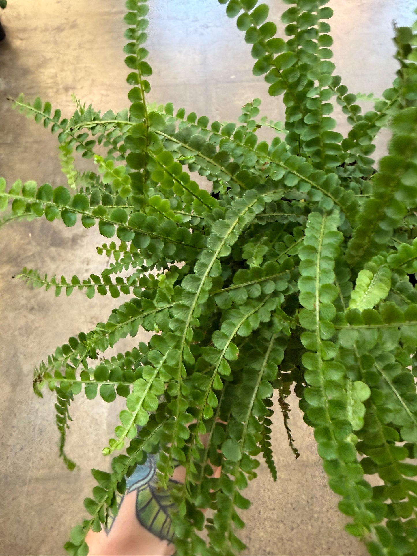 Fern lemon button