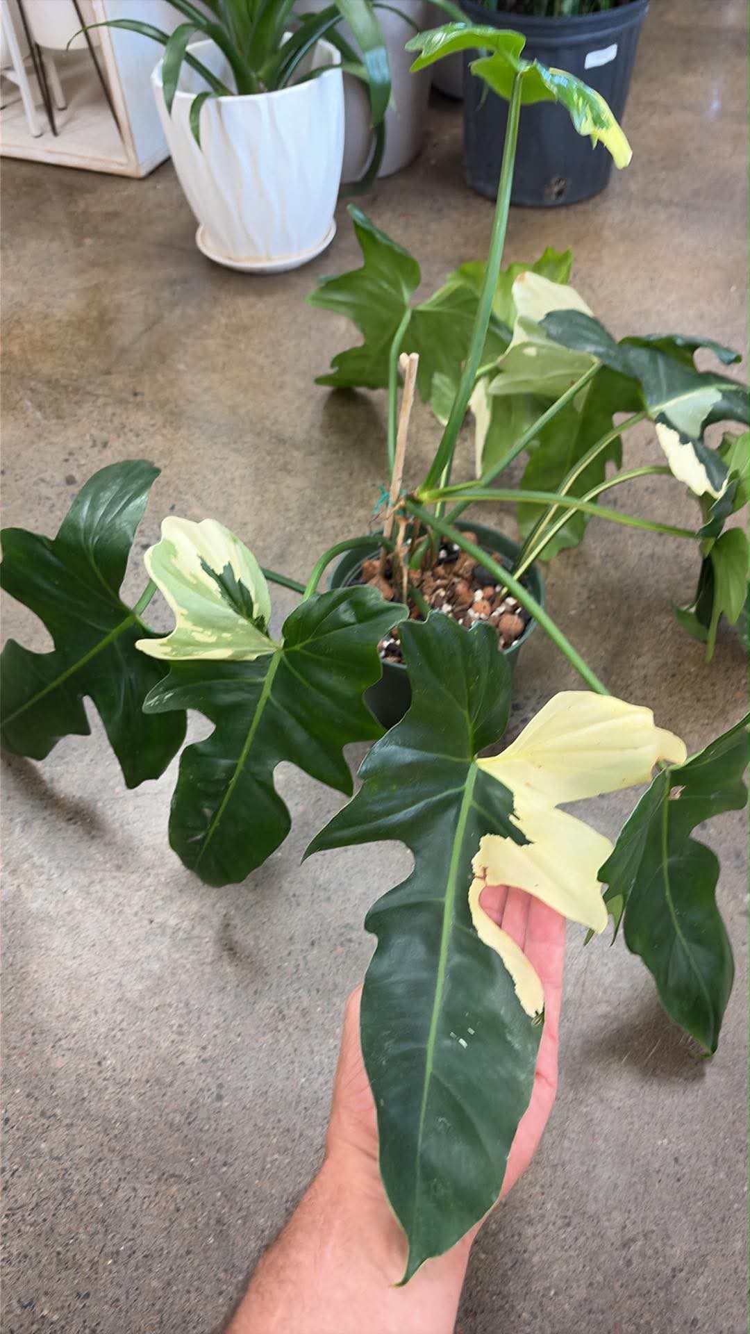 Philodendron Golden Dragon Variegated