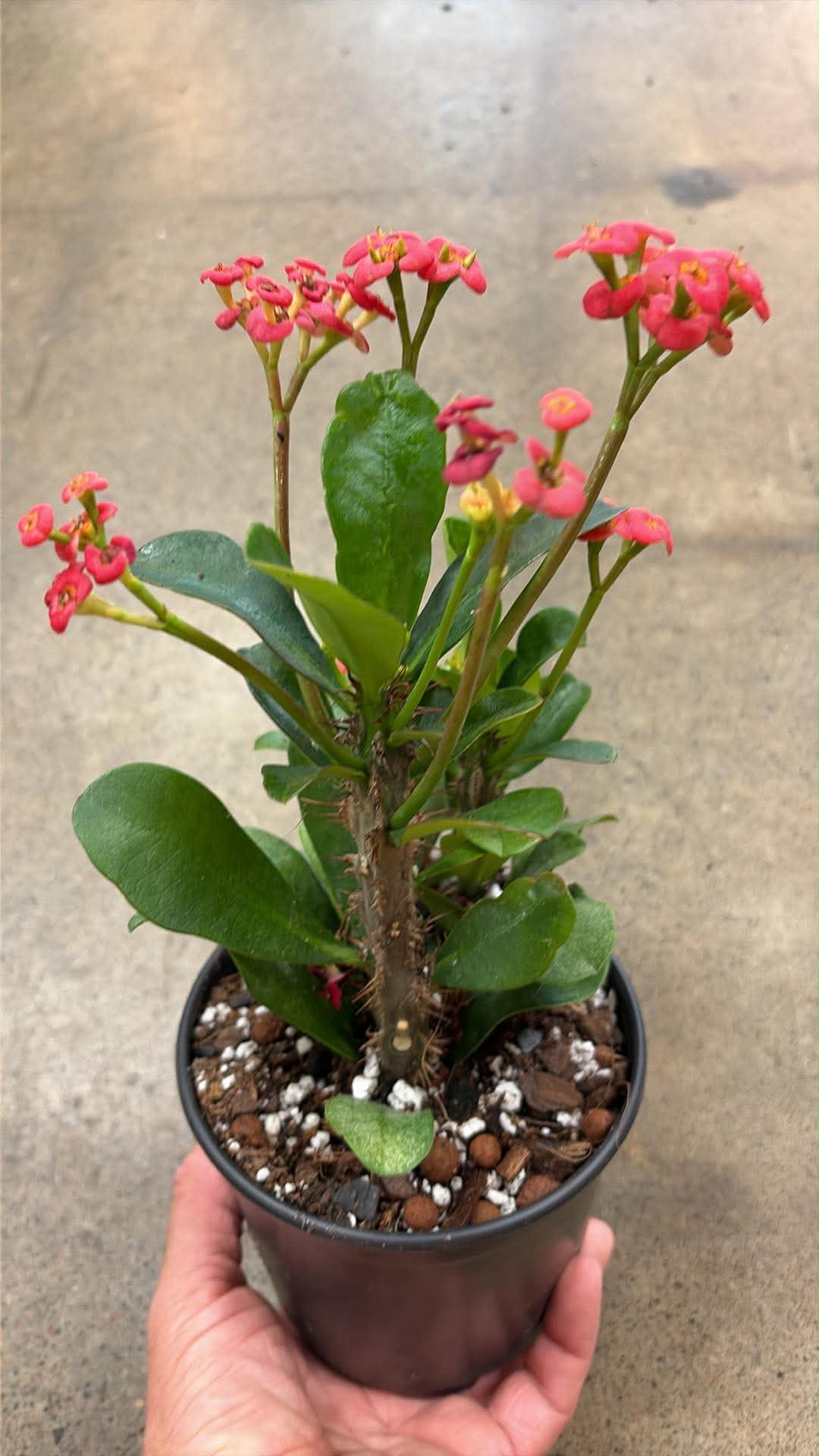 Euphorbia milii 'Karola'