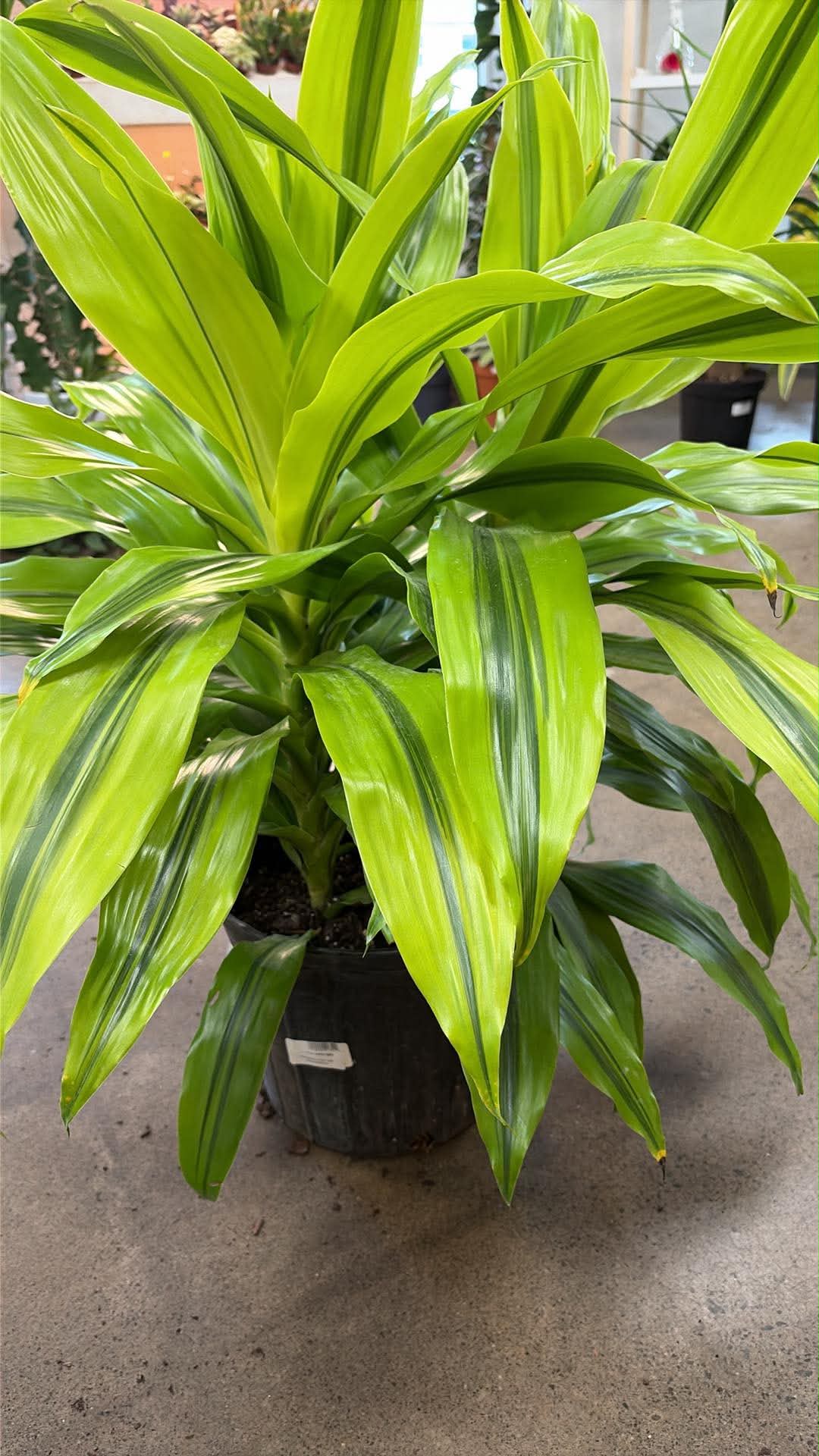 Dracaena 'Kristi'