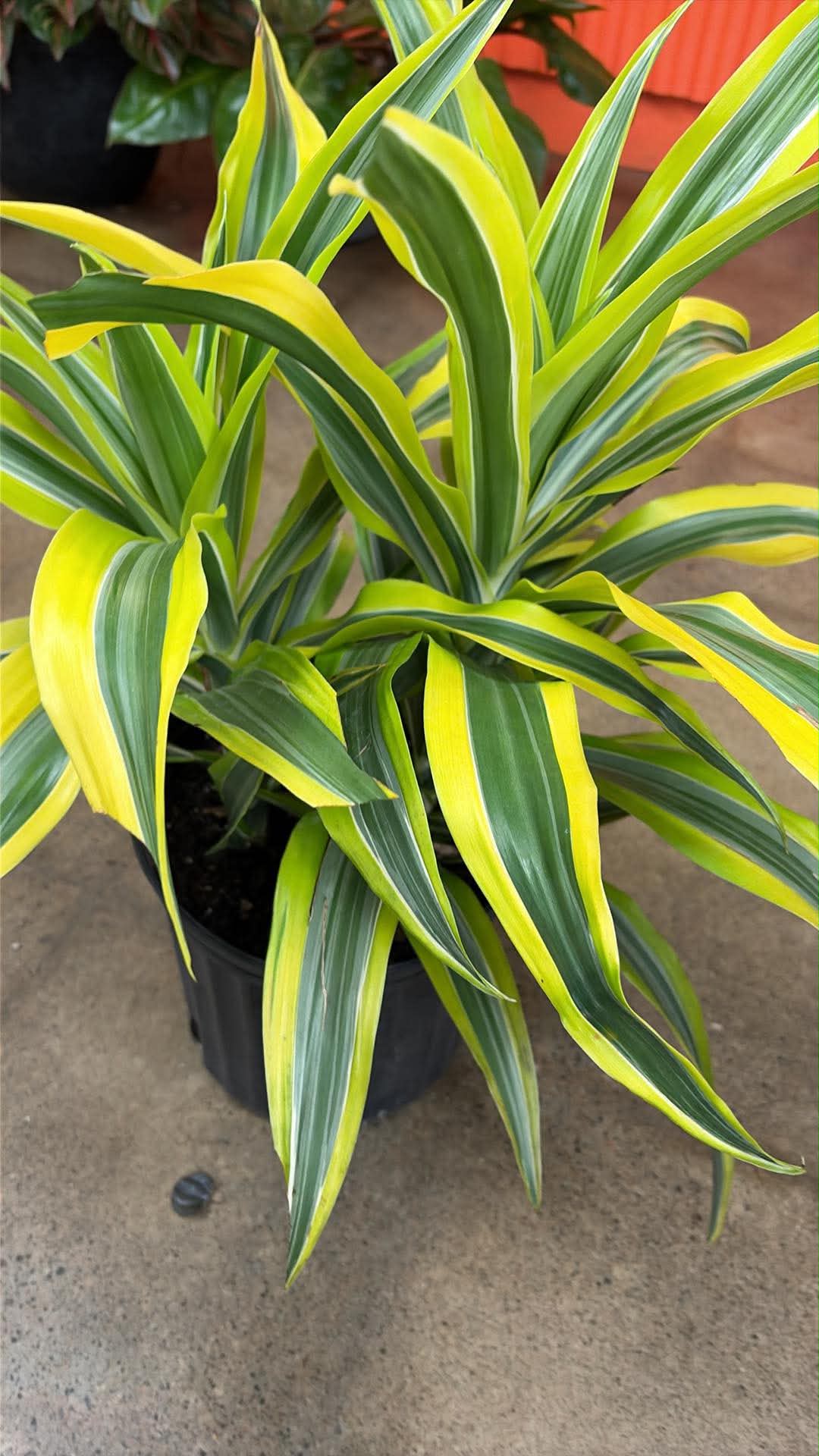 Dracaena 'Warneckii Lemon Lime'