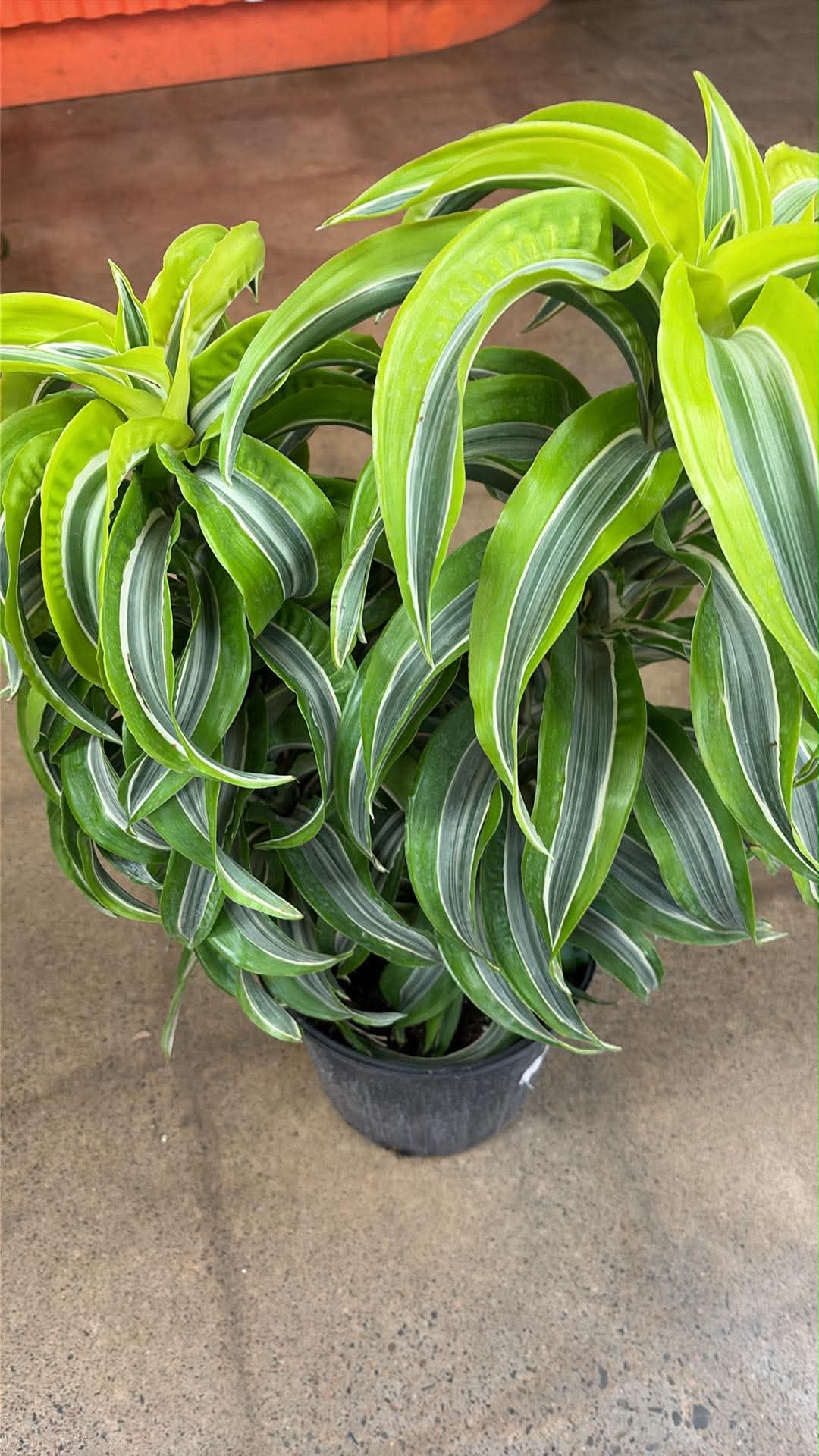Dracaena 'Lemon Surprise'