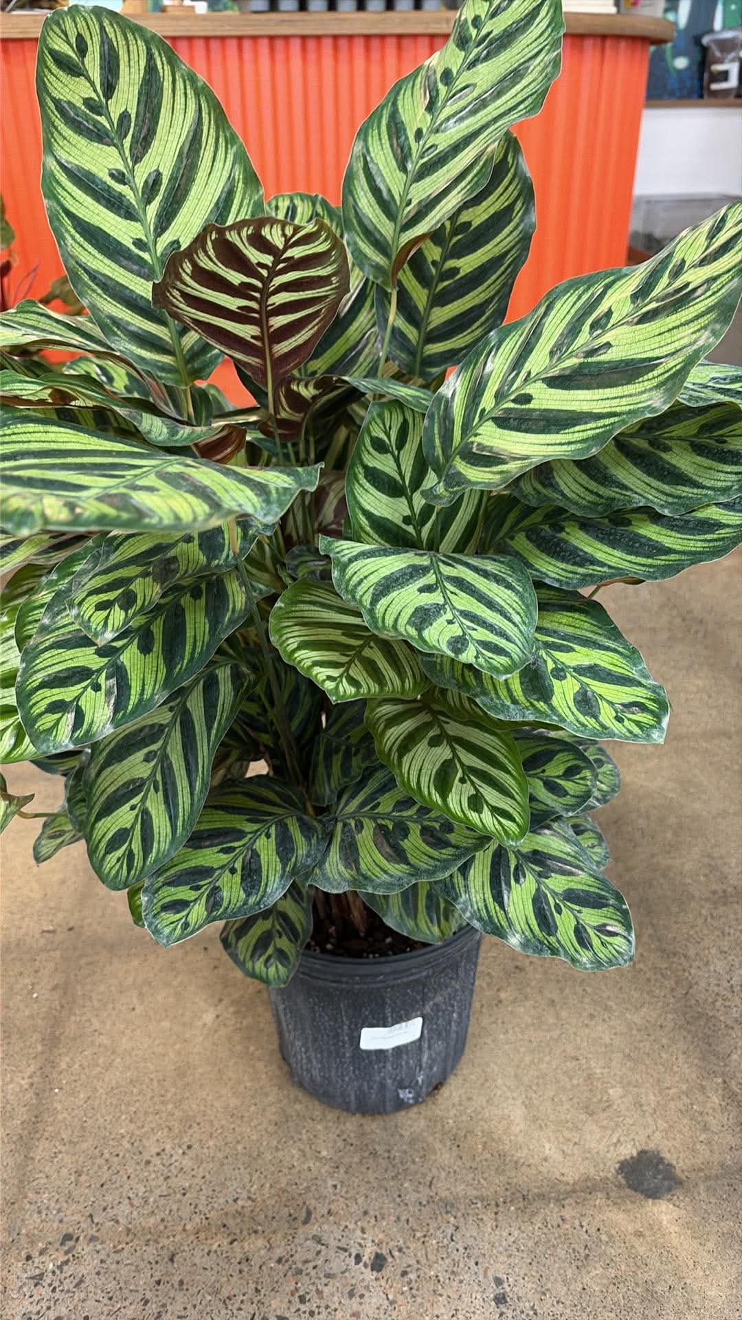 Calathea Makoyana