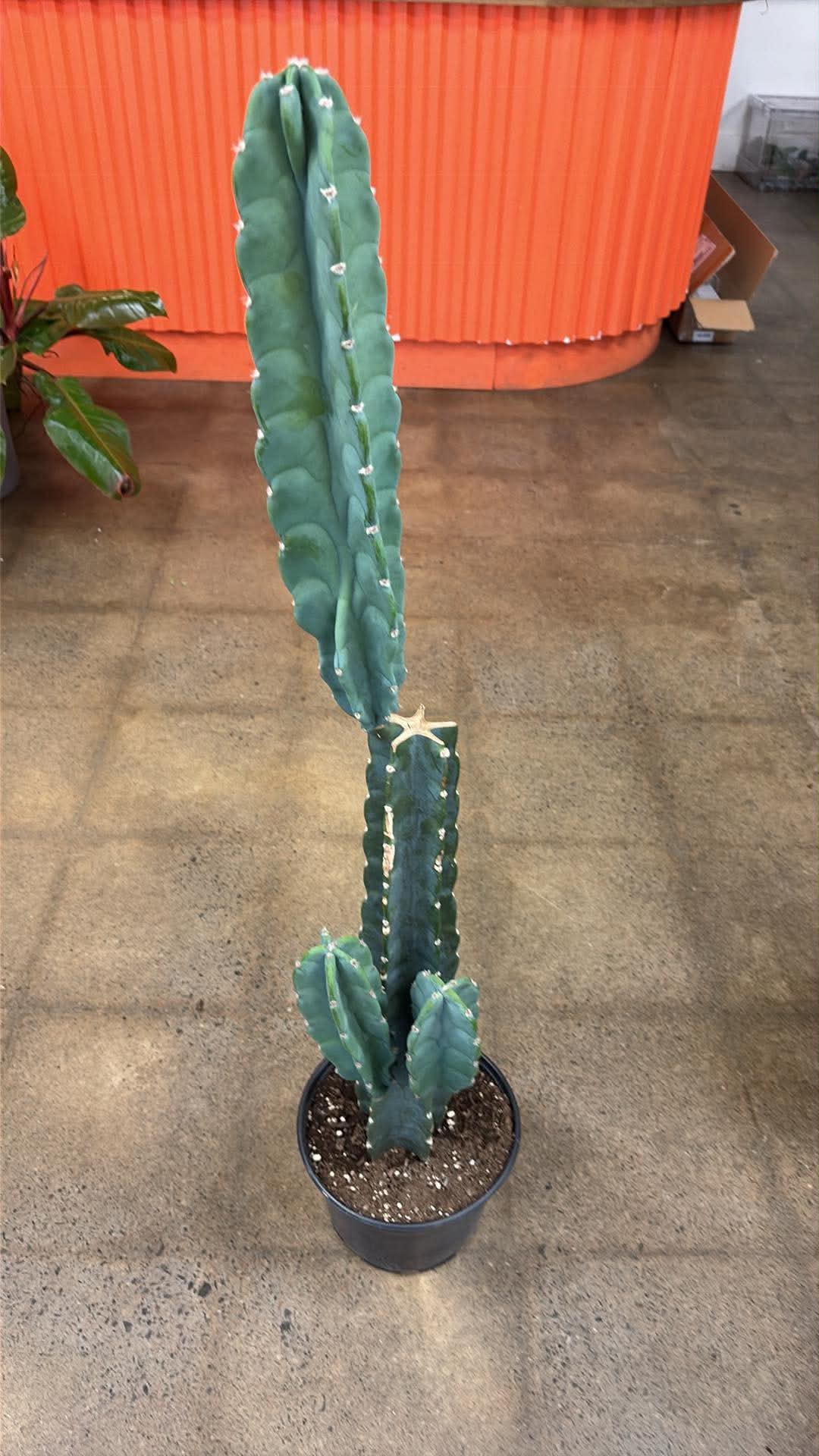 Cereus Jamacaru