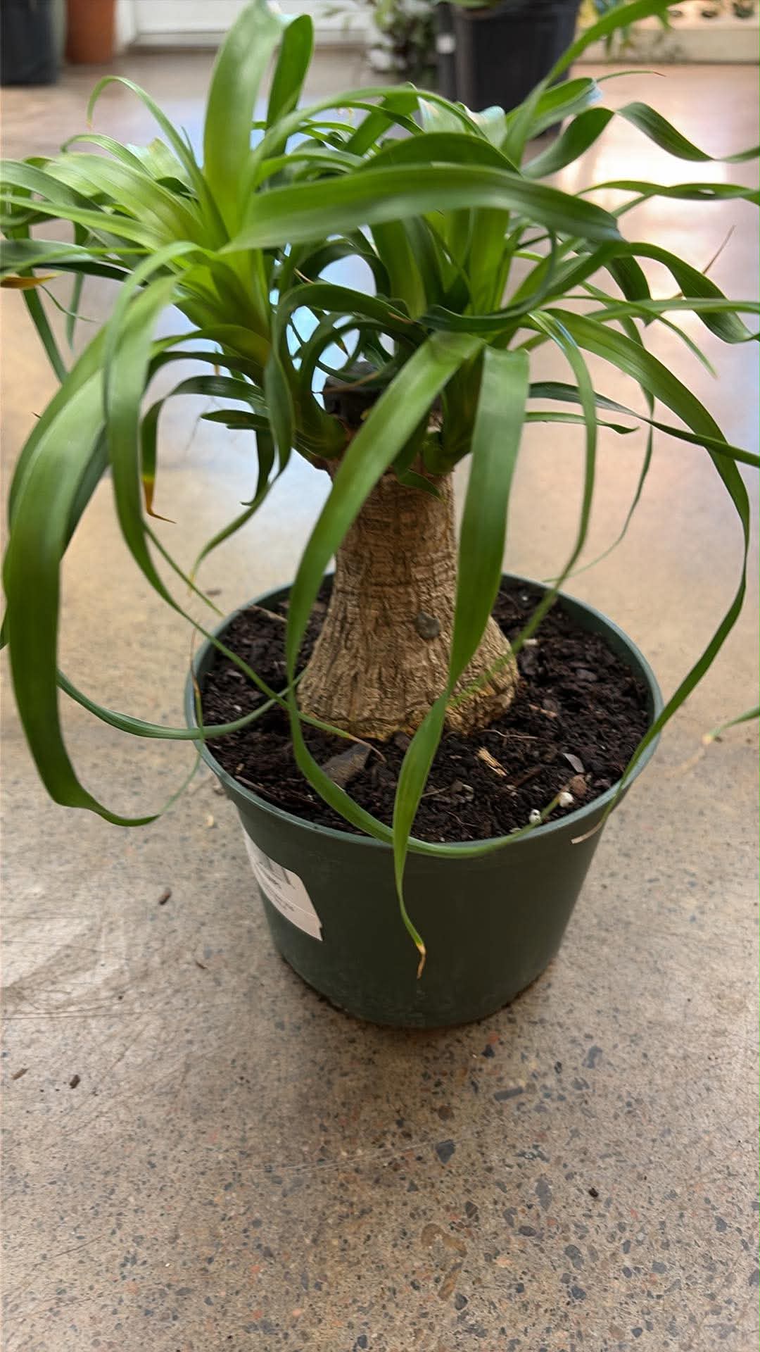 Pony Tail Palm
