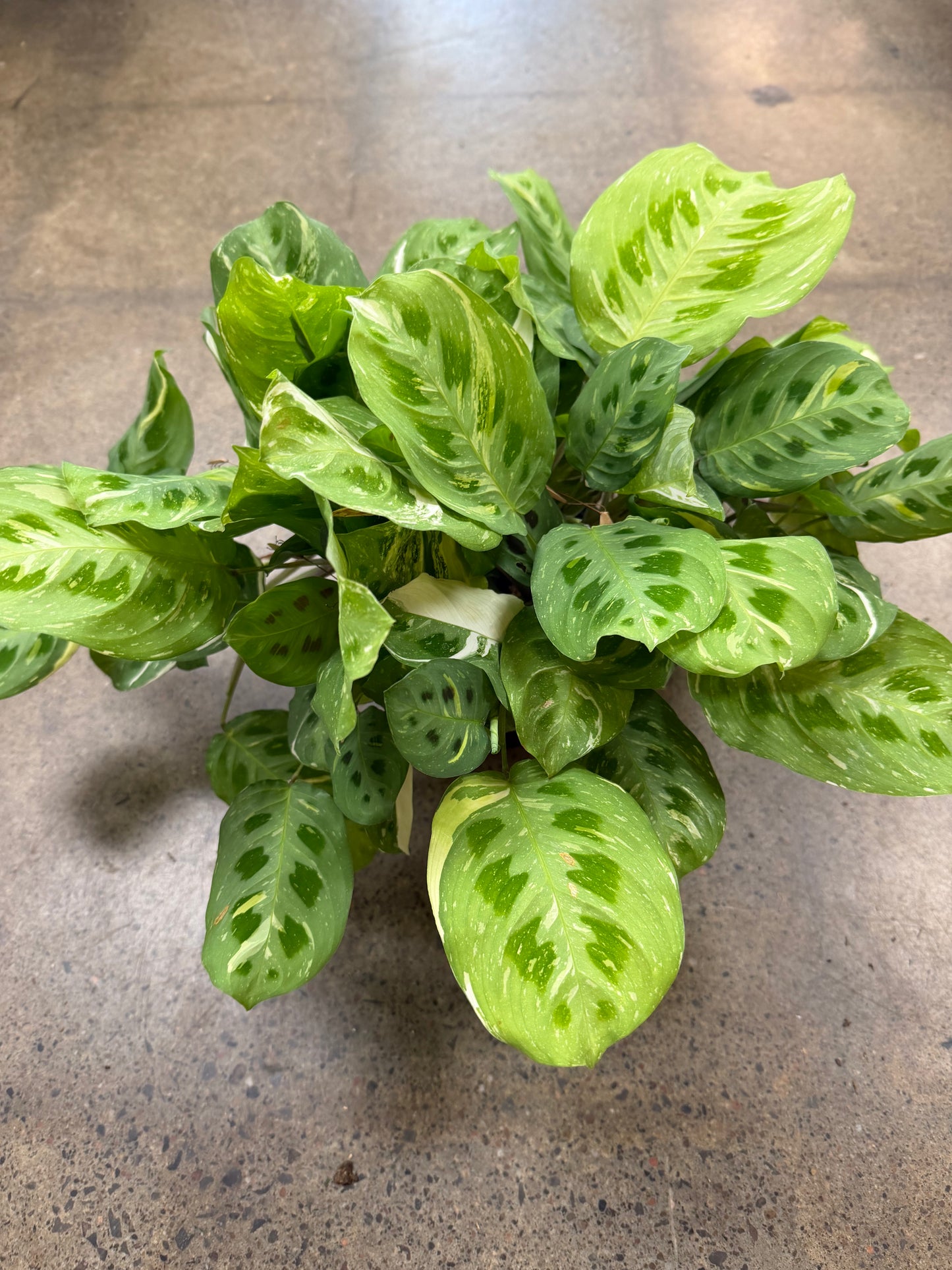 Maranta Leuconeura Variegated