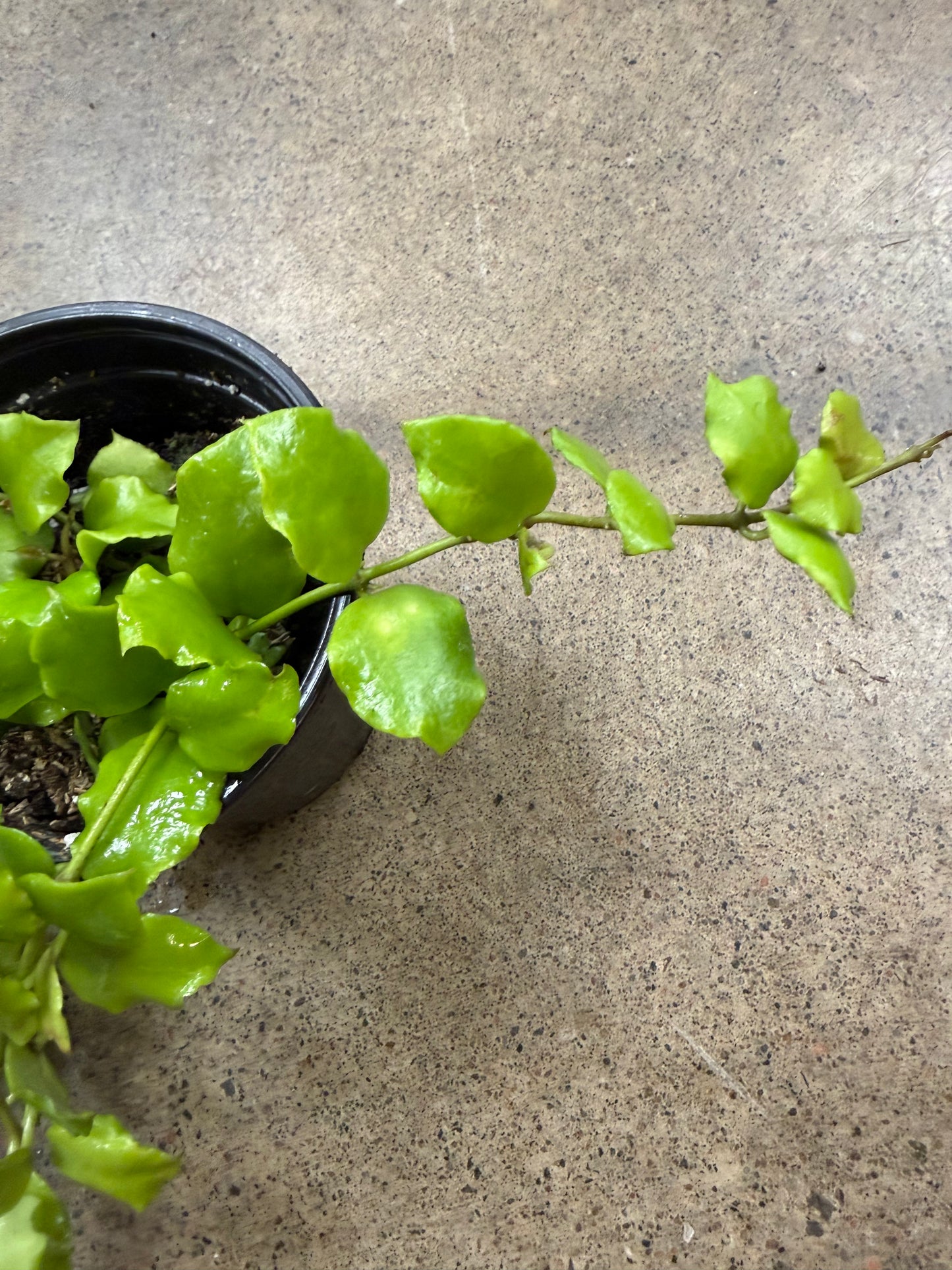 Hoya Endauensis