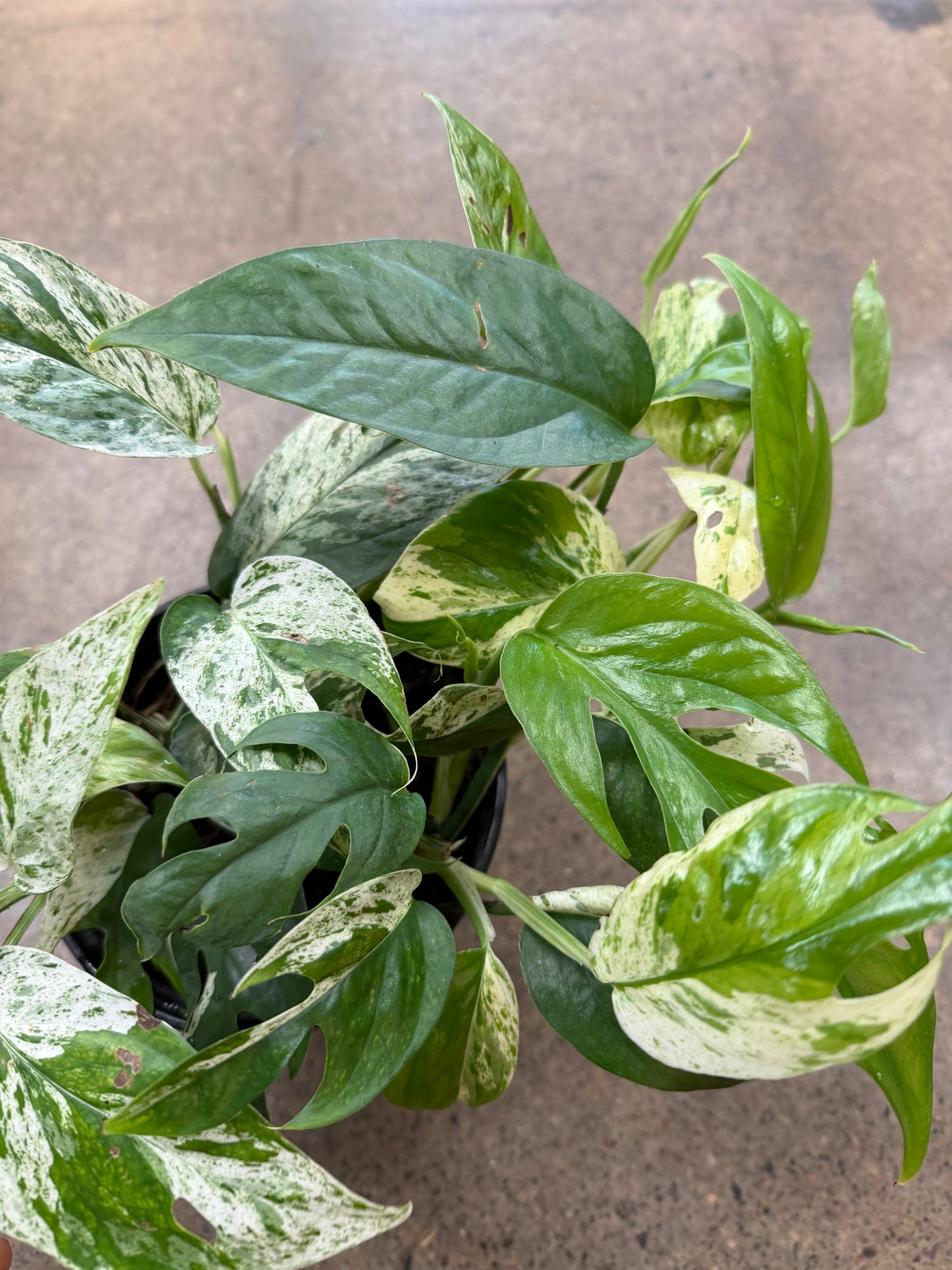 Epipremnum Pinnatum Marble