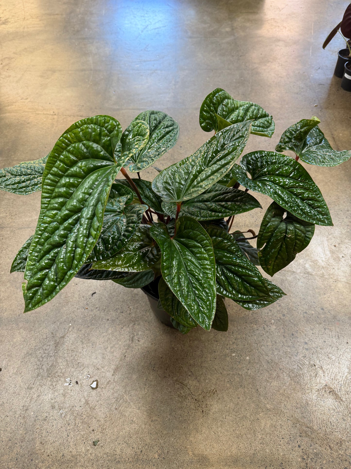 Anthurium Radicans Luxurians