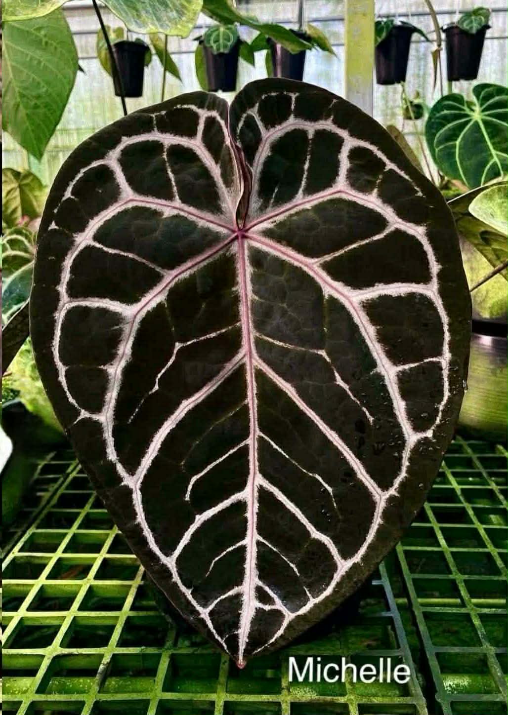 Anthurium DB Michelle