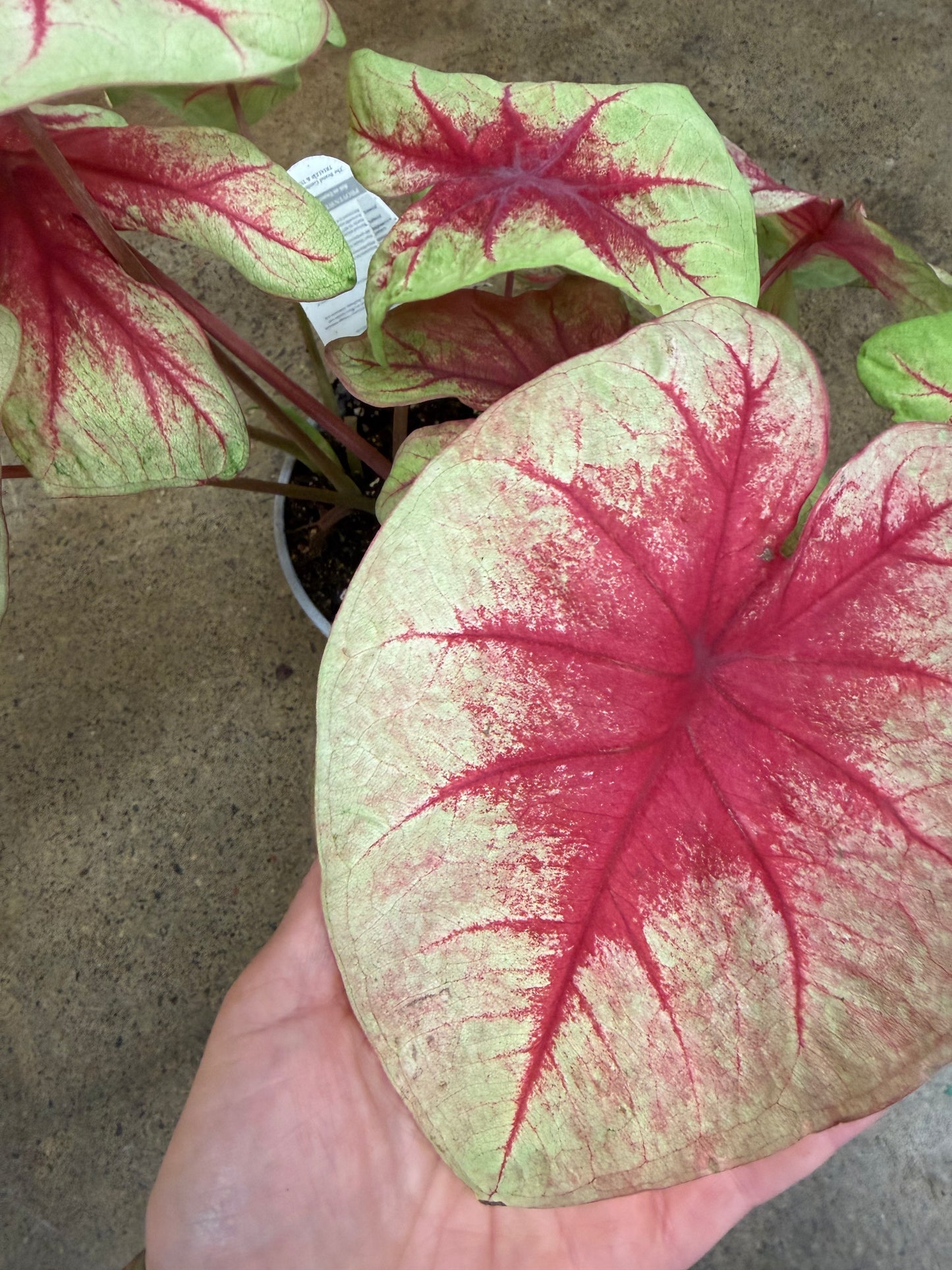 Caladium Fancy Leaf Lemon Blush