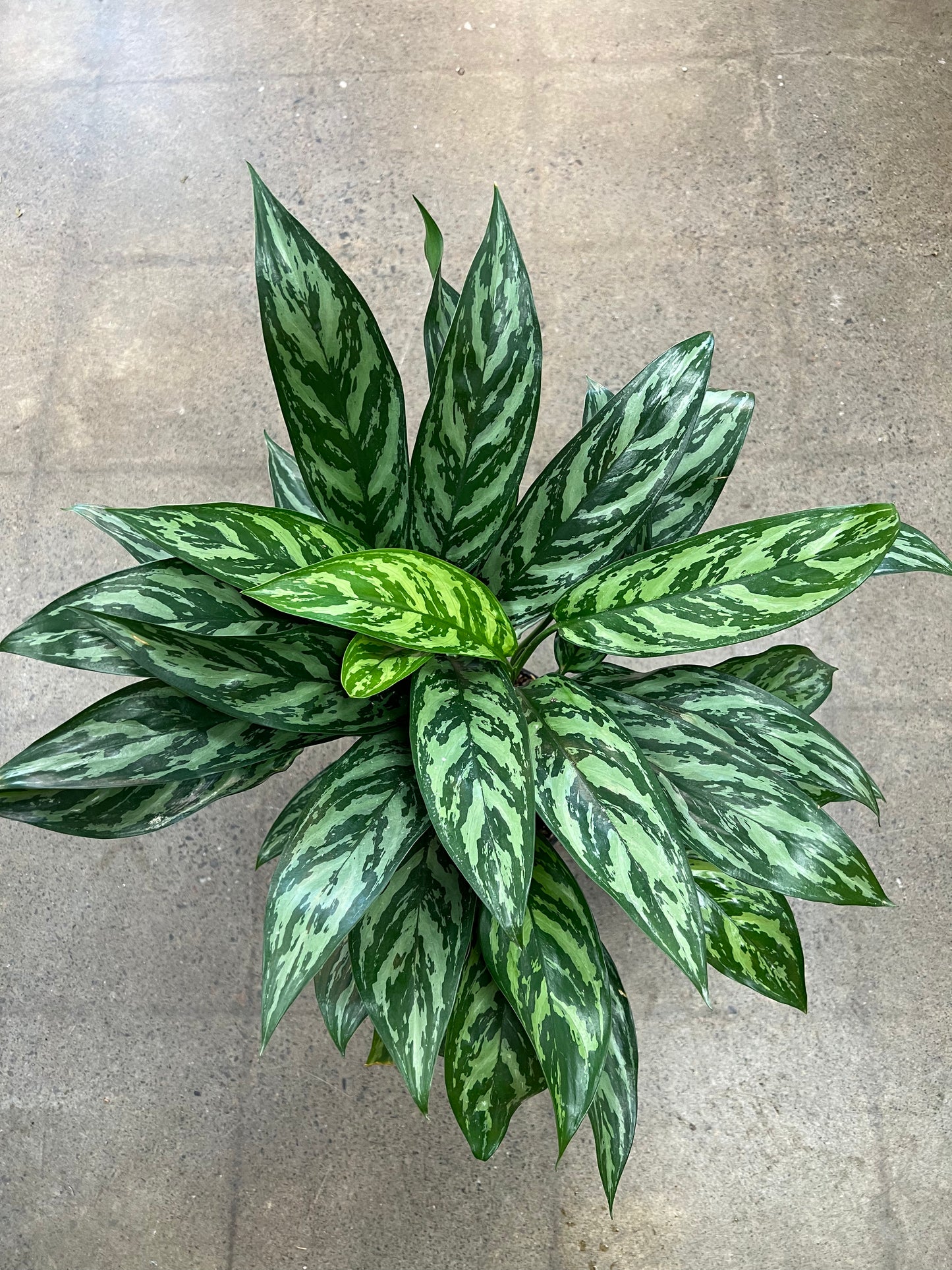 Aglaonema Tigress