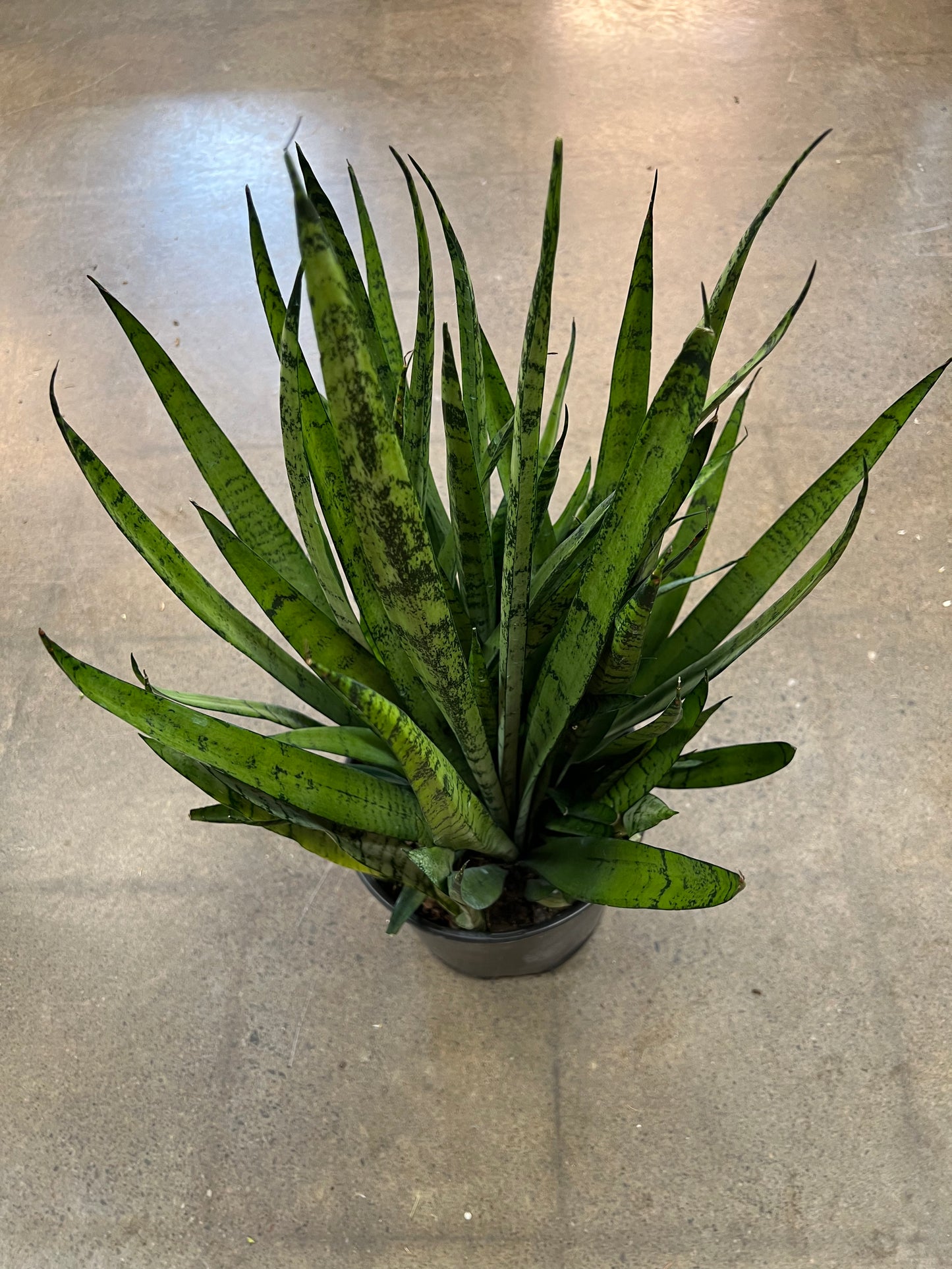 Sansevière Silver Streak