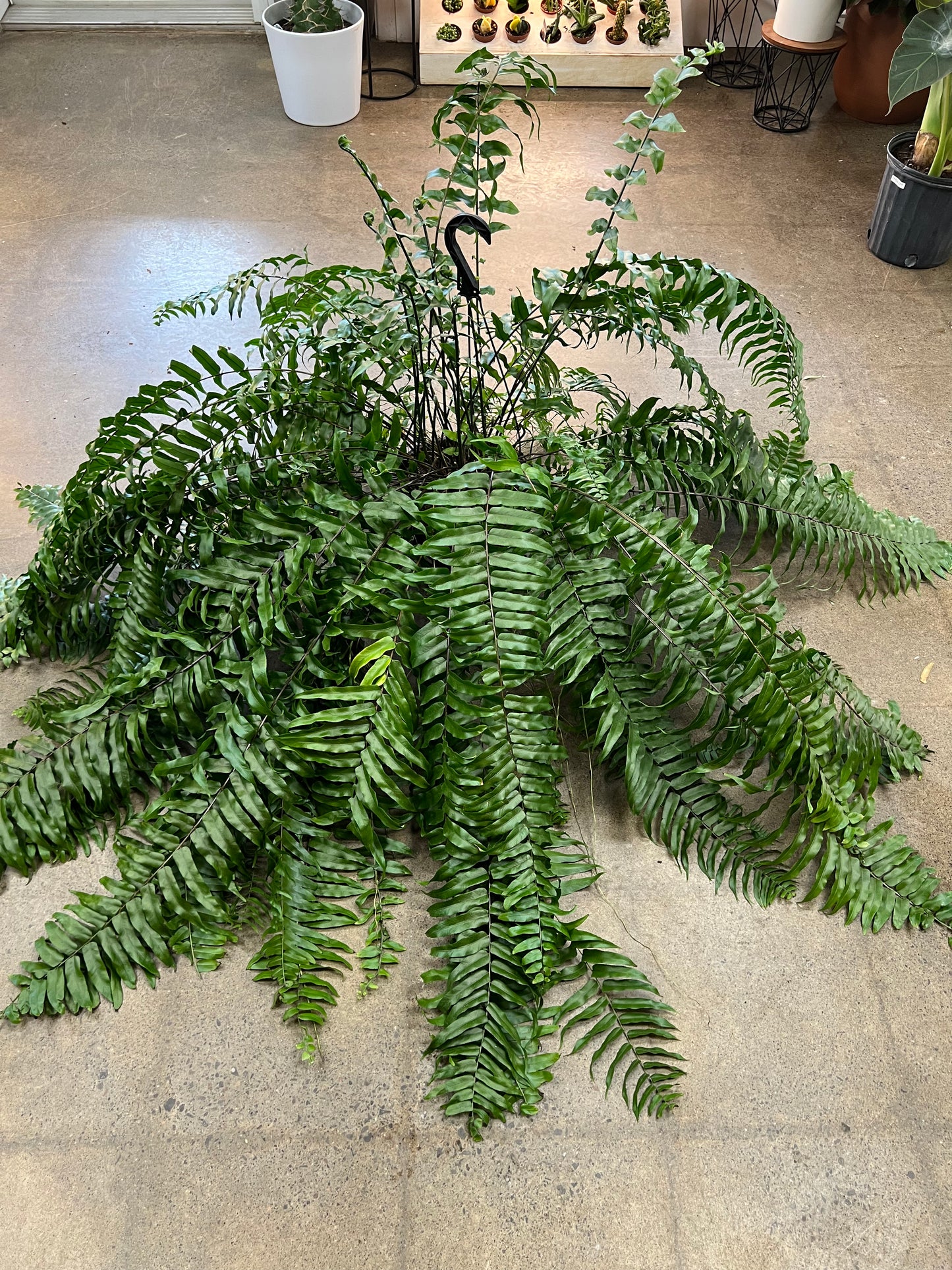 Fern Macho