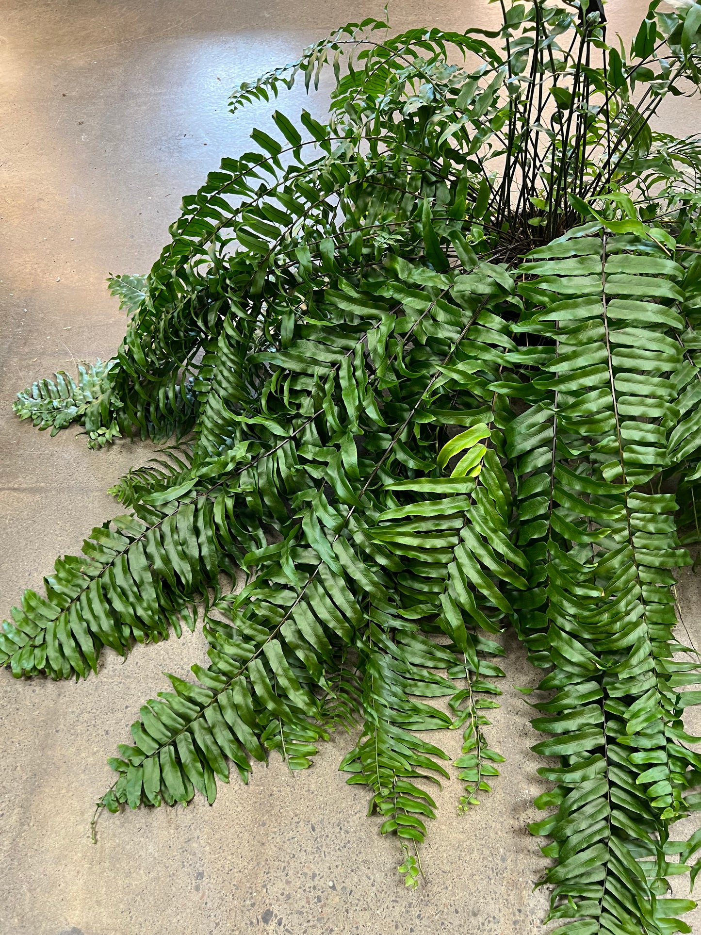 Fern Macho