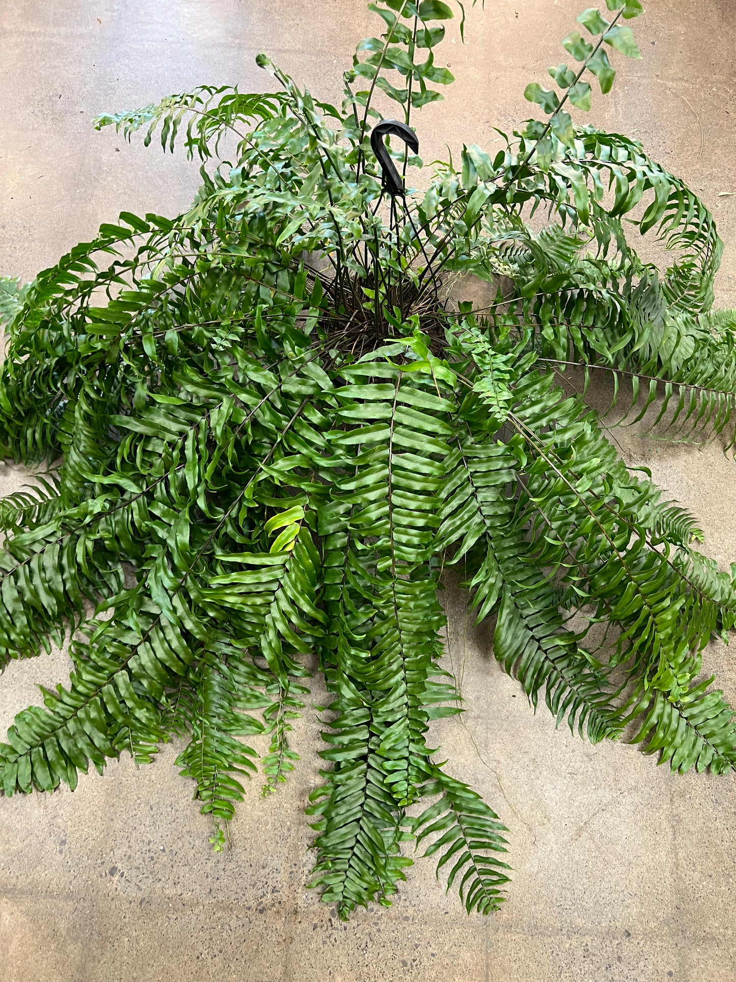 Fern Macho