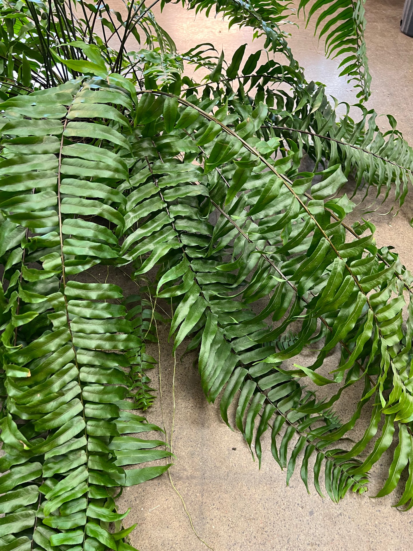 Fern Macho