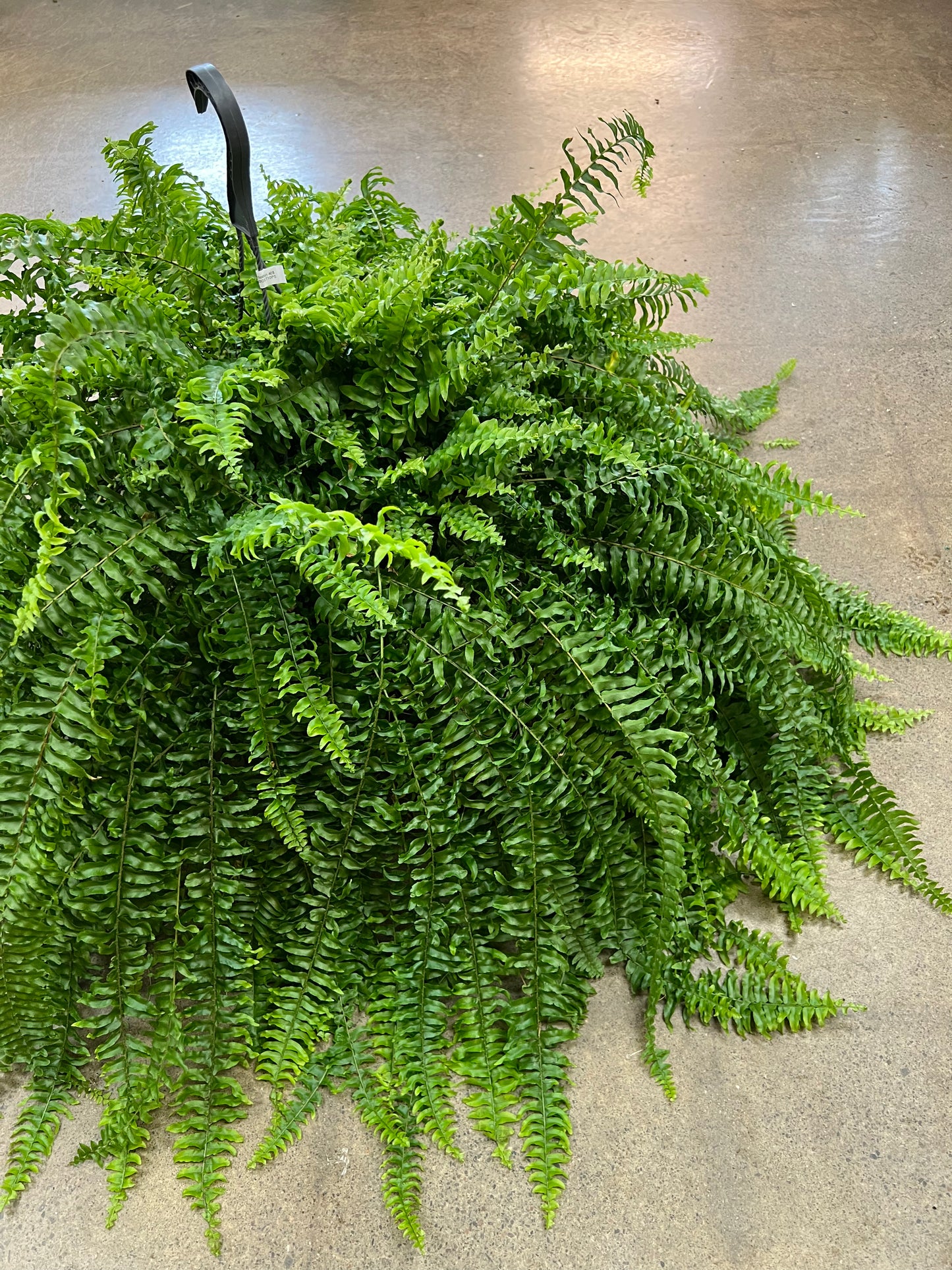 Fern Boston