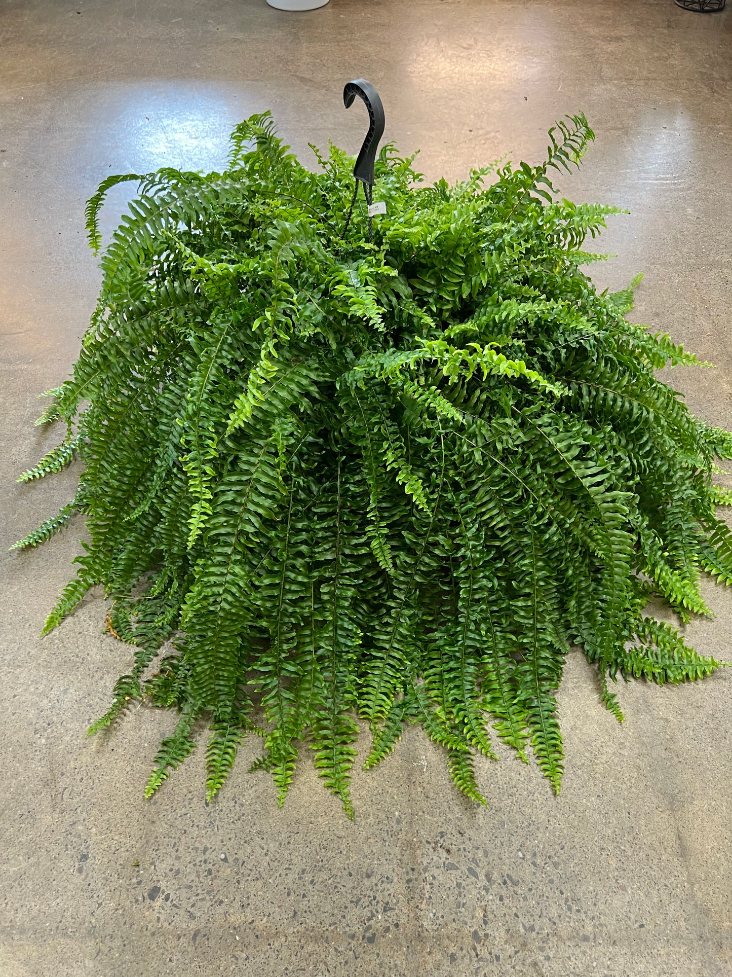 Fern Boston