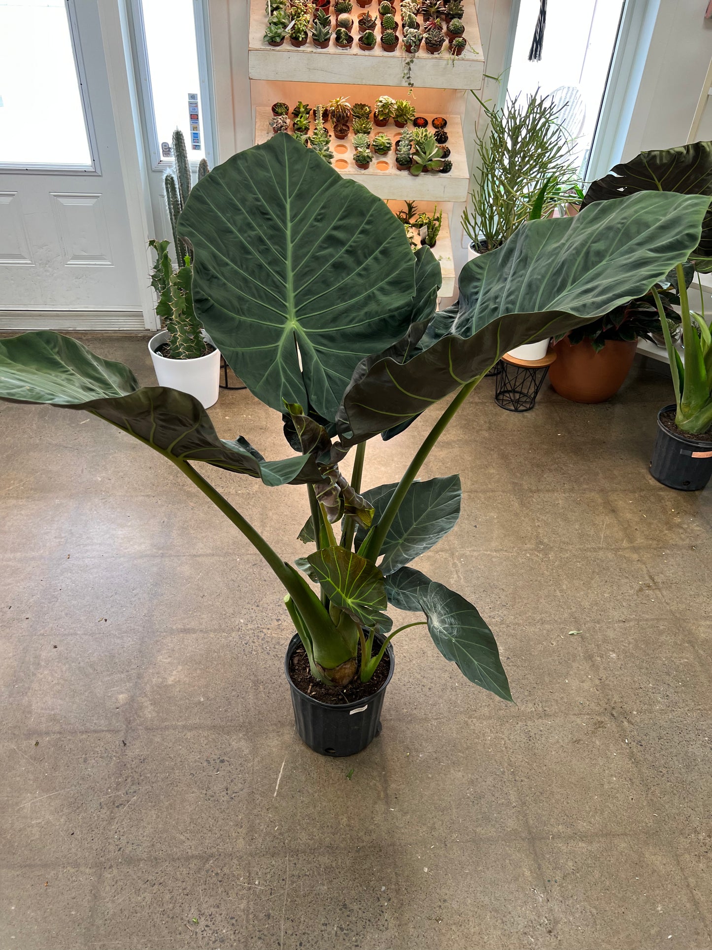 Alocasia Regal Shields