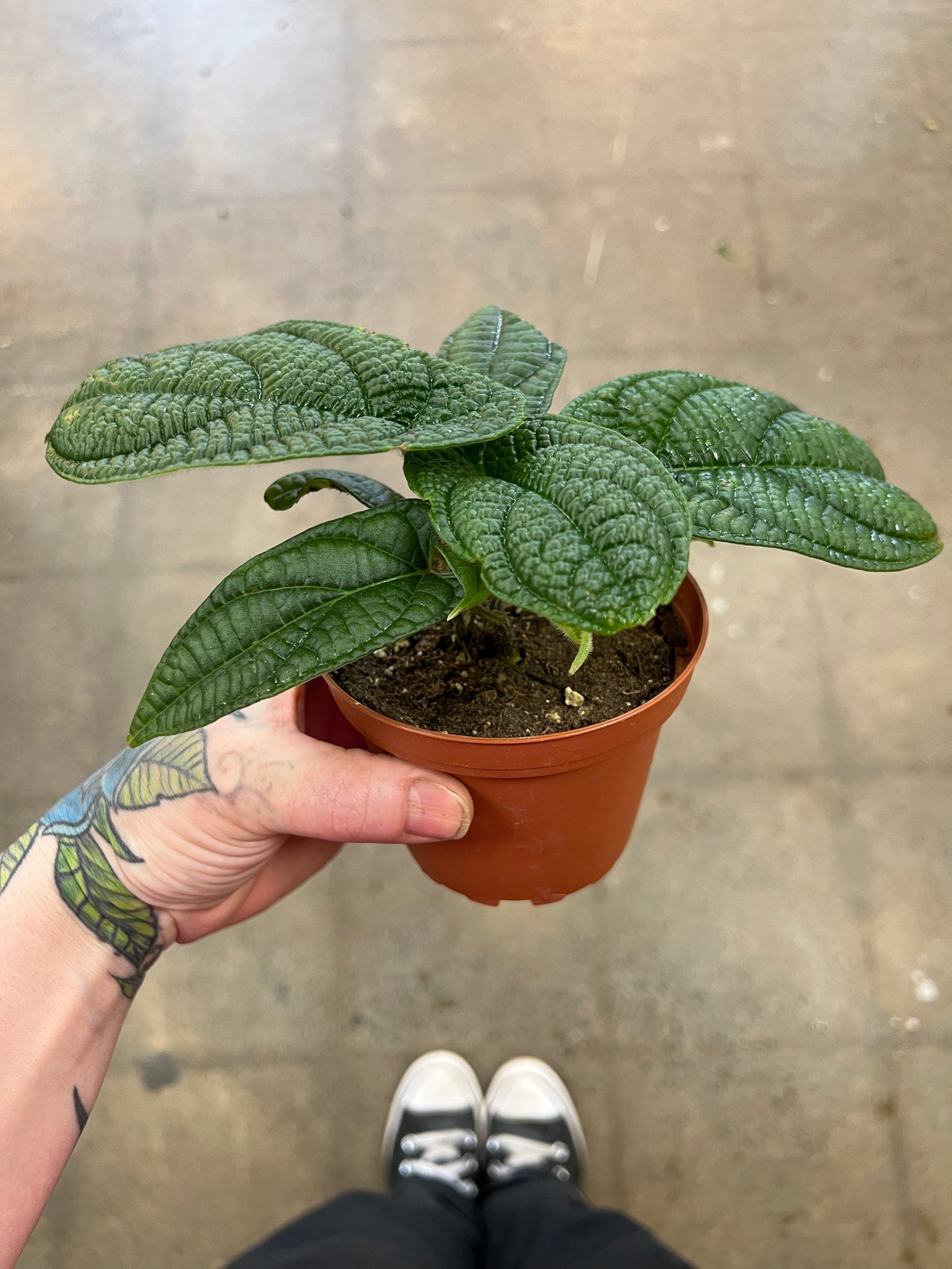 Piper Parmatum Dressler