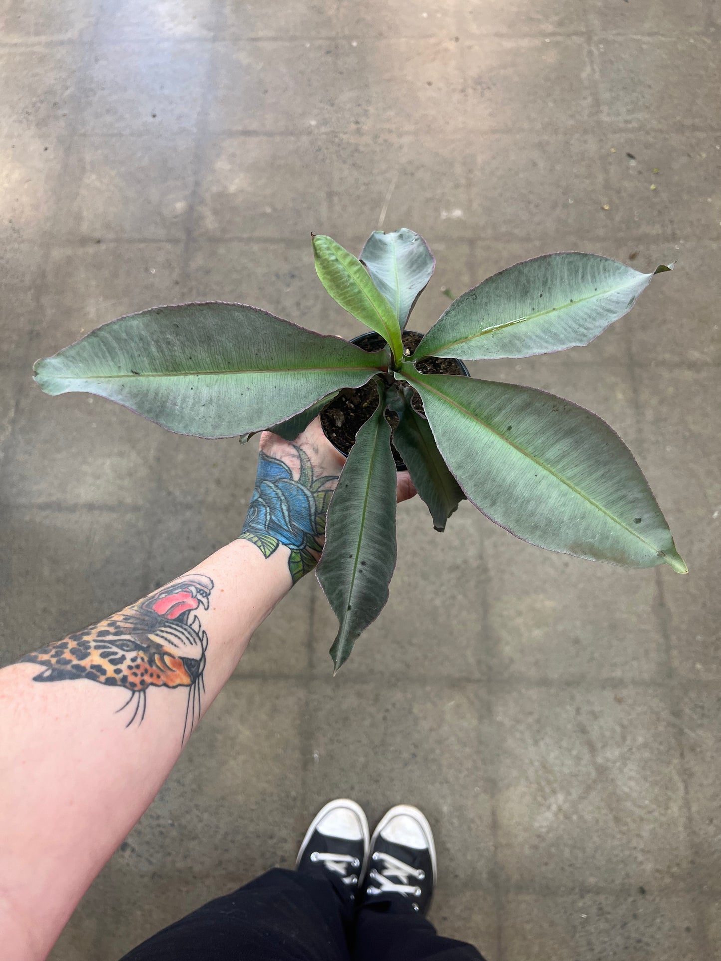 Labisia Pumilla Electric Pink