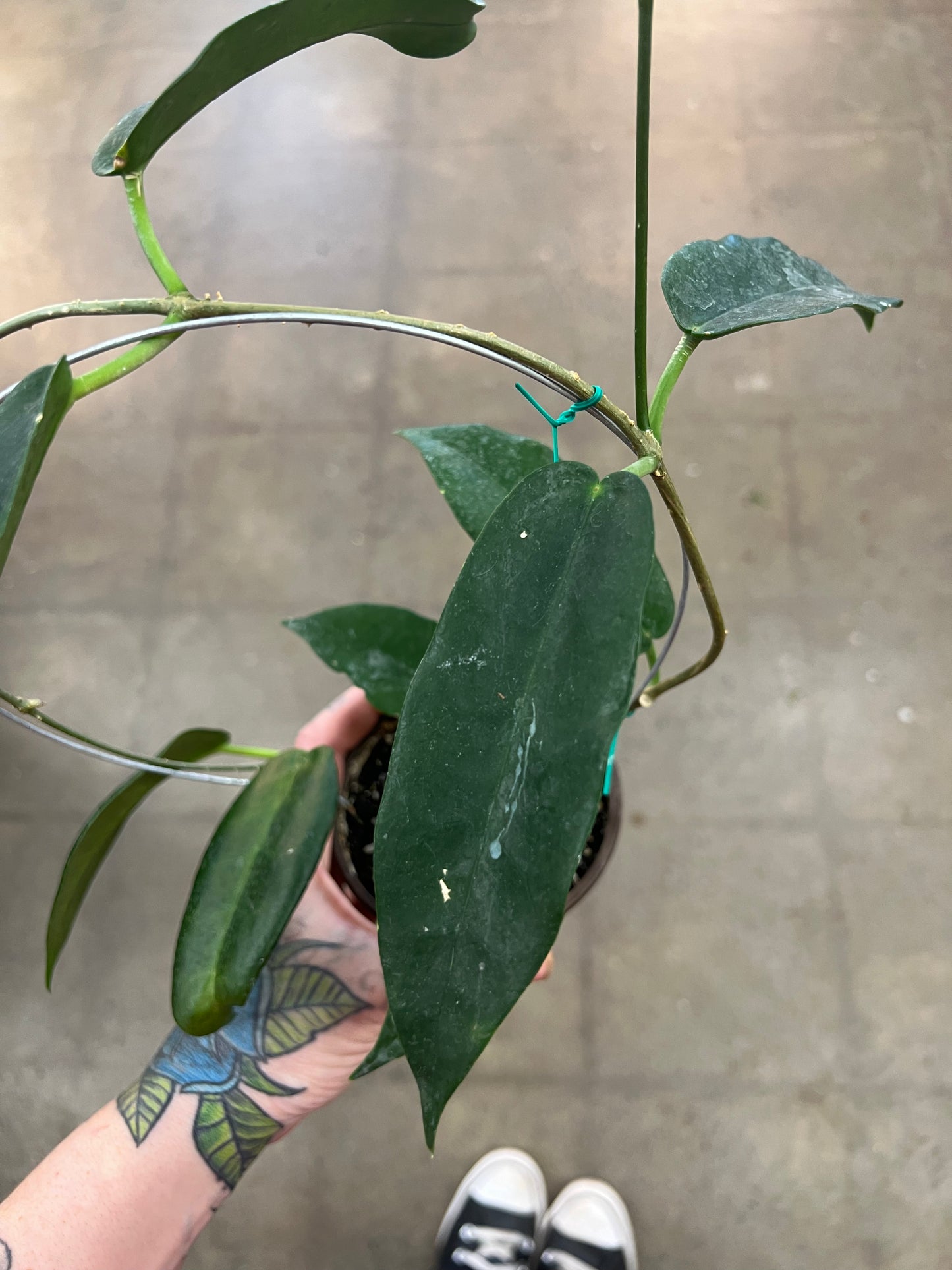 Hoya CV. Kaimuki