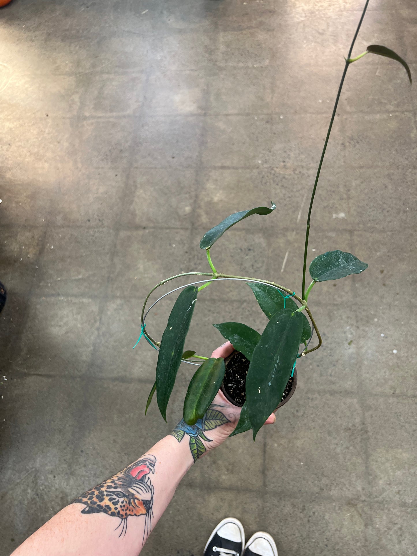 Hoya CV. Kaimuki