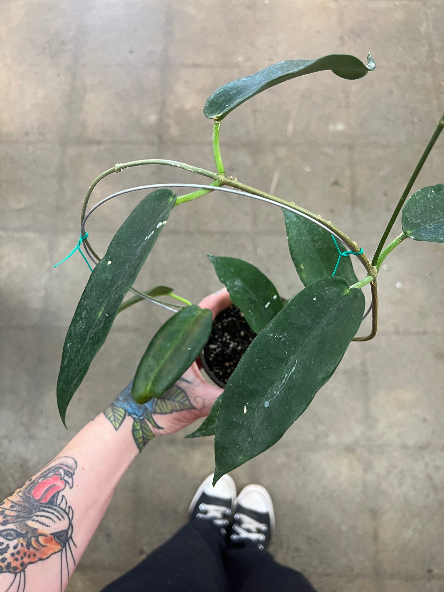 Hoya CV. Kaimuki