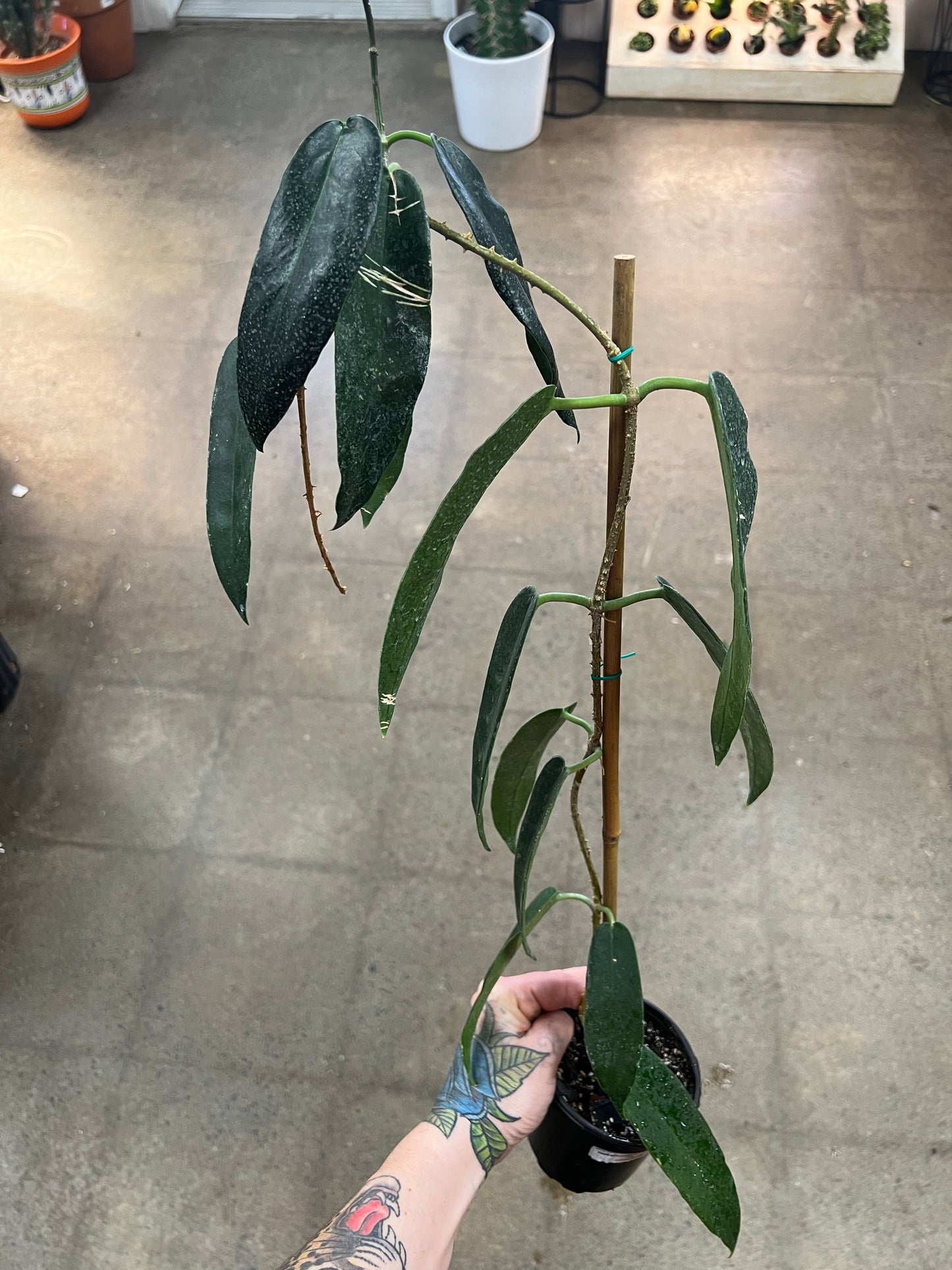 Hoya Archboldiana Pink Flower