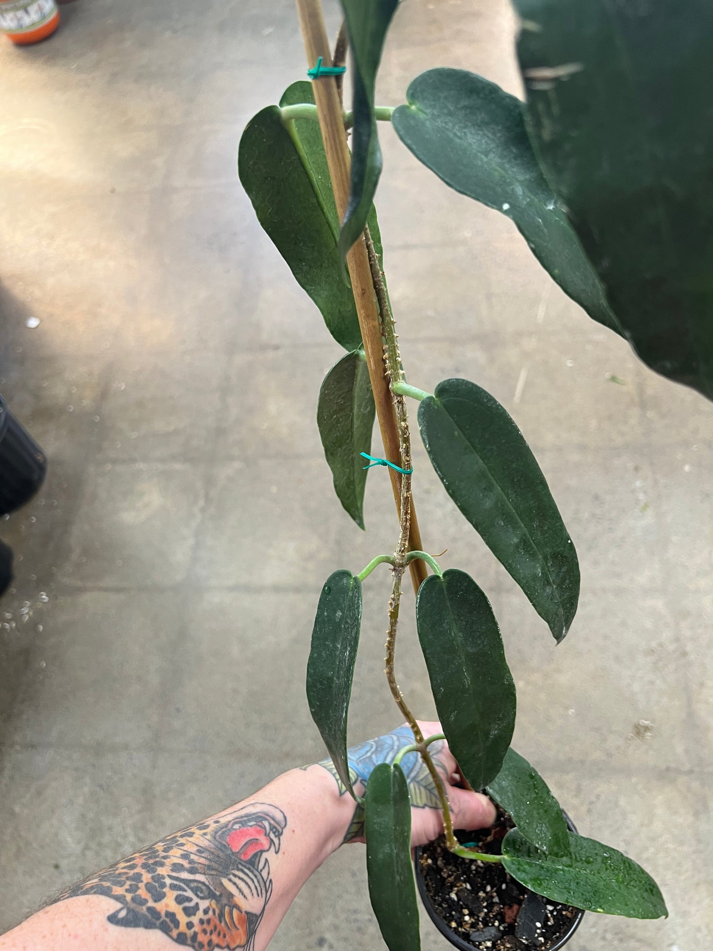 Hoya Archboldiana Pink Flower