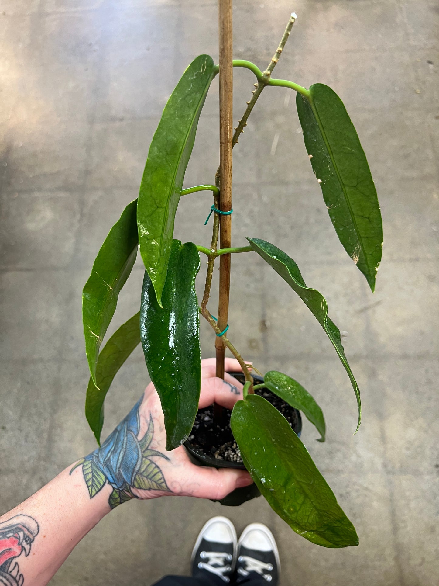 Hoya Archboldiana Pink Flower
