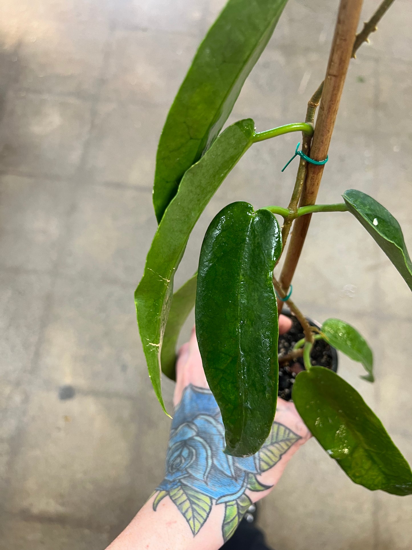 Hoya Archboldiana Pink Flower