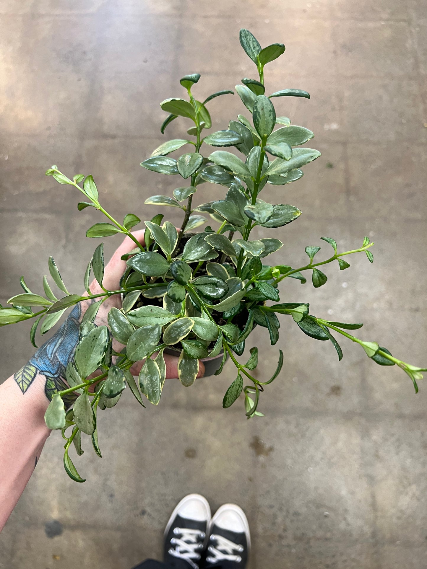 Variegated Hypocerta