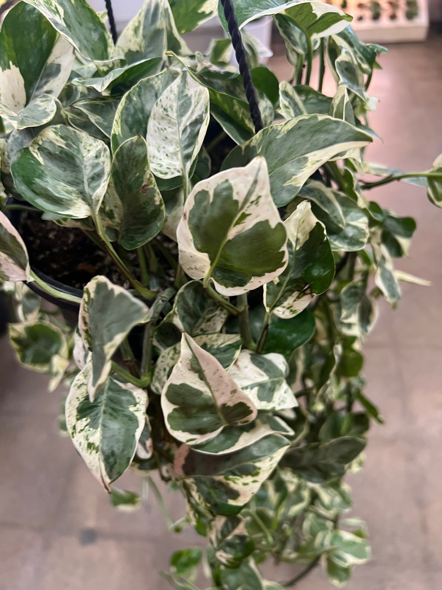 Pothos Pearl & Jade